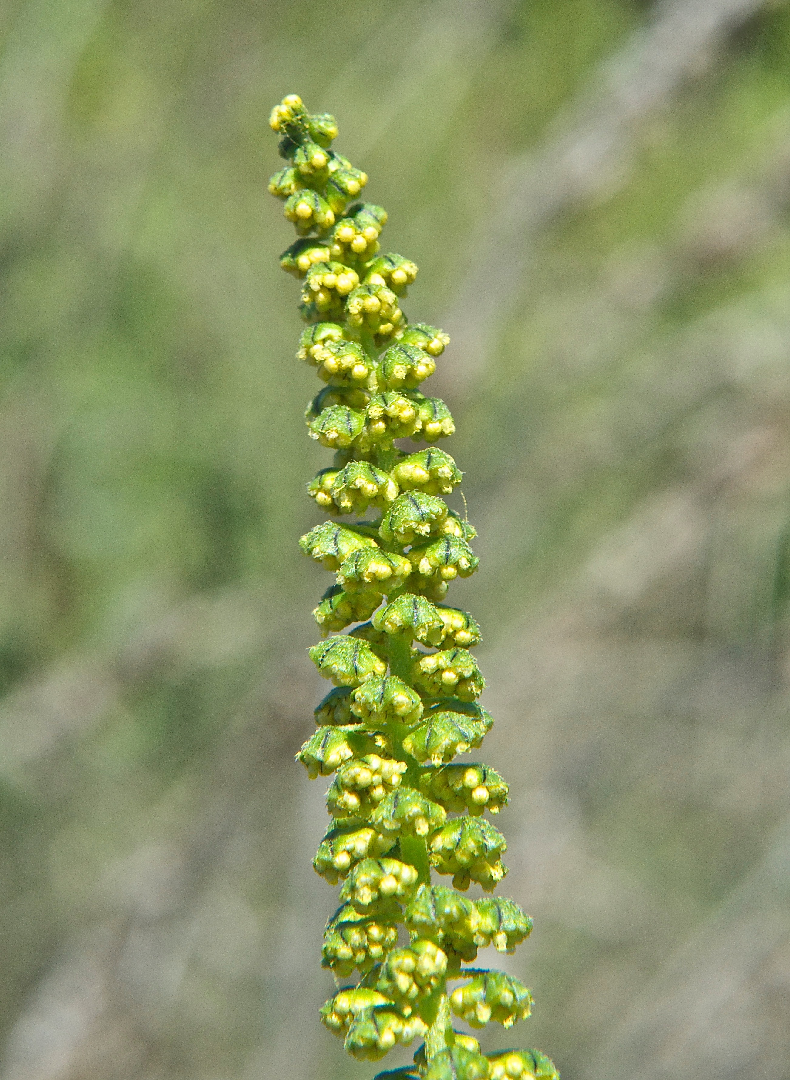 Giant Ragweed (Ambrosia trifida) Male  Blossoms