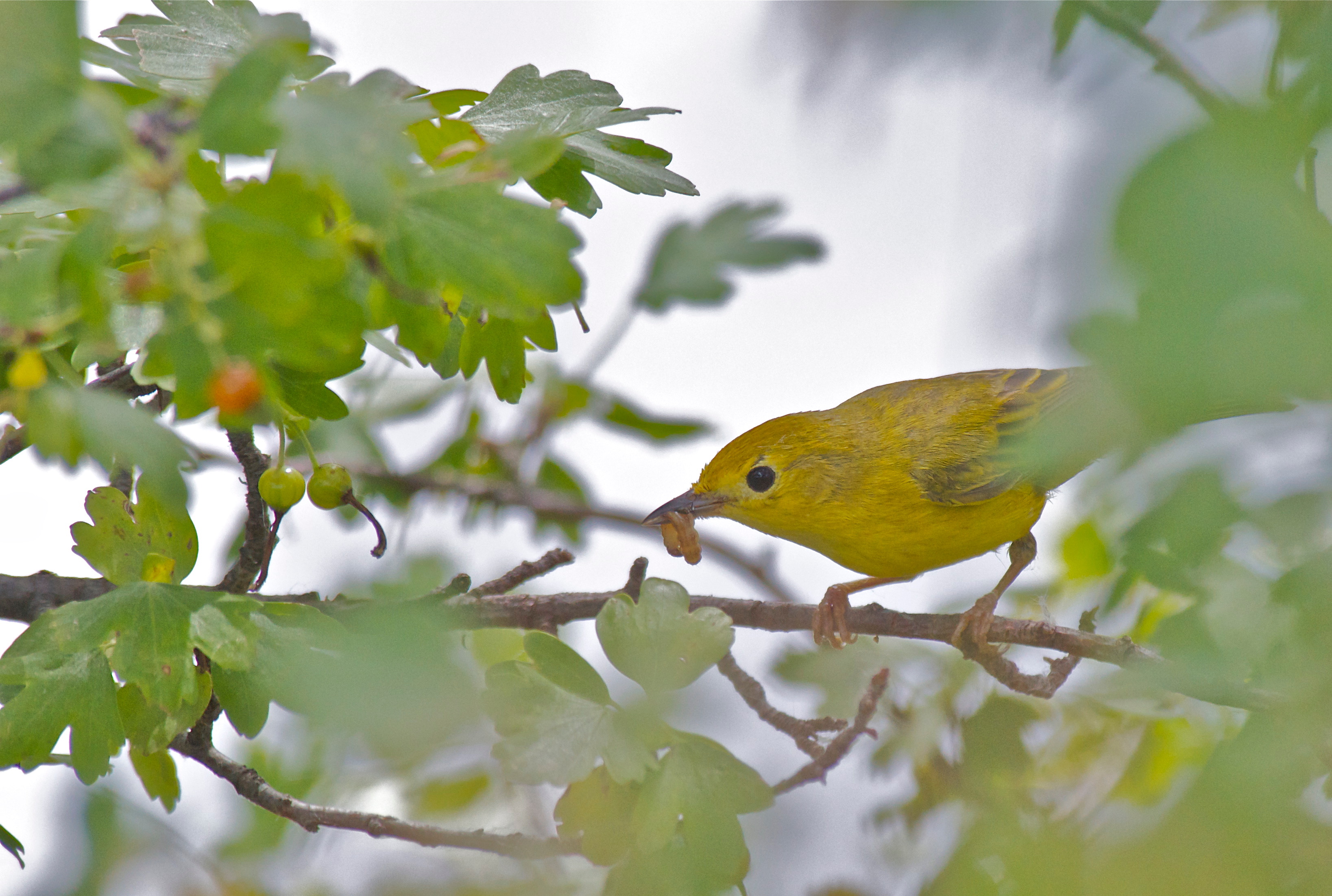 Yellow Warbler ♀