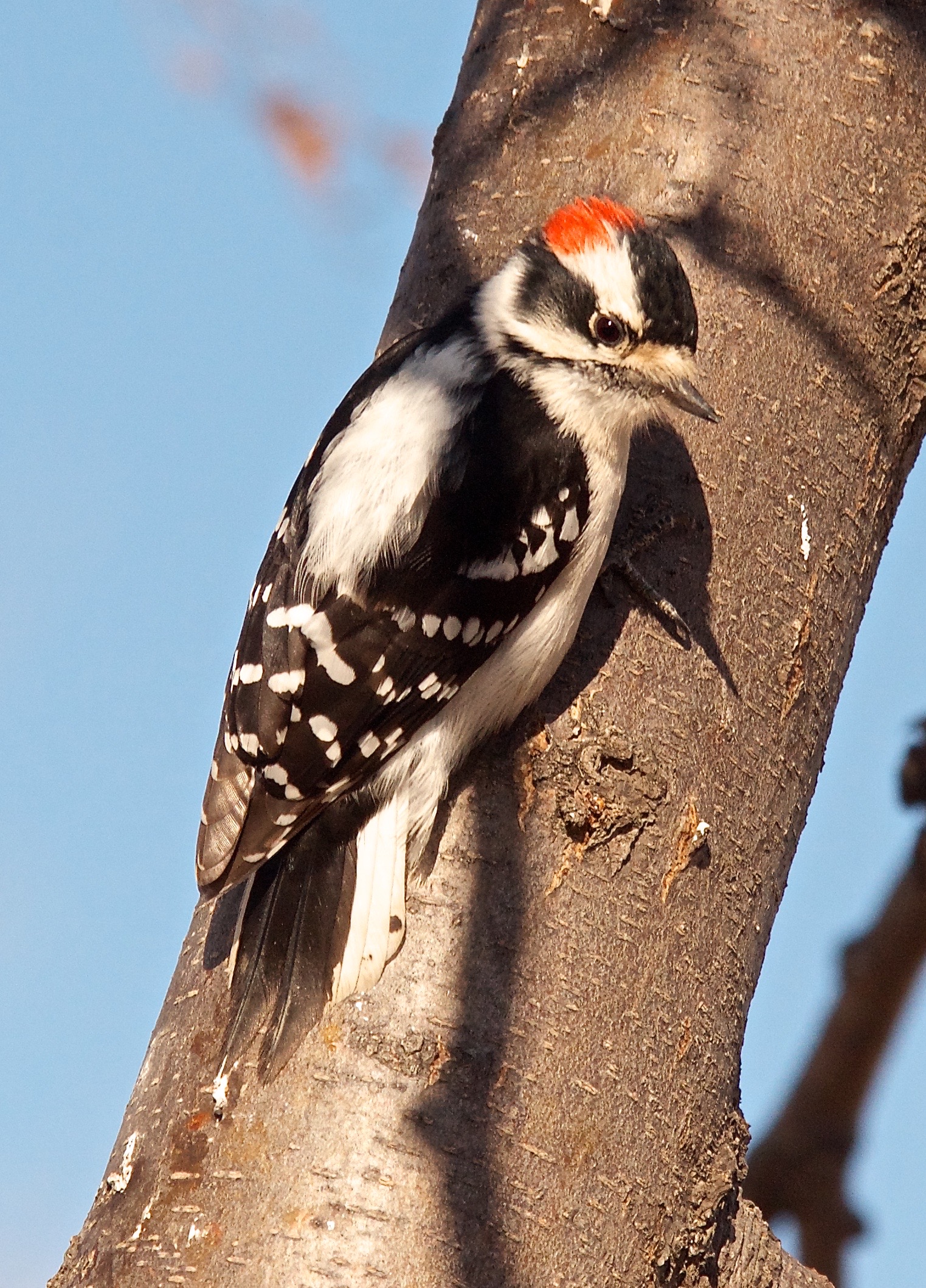 Downy Woodpecker