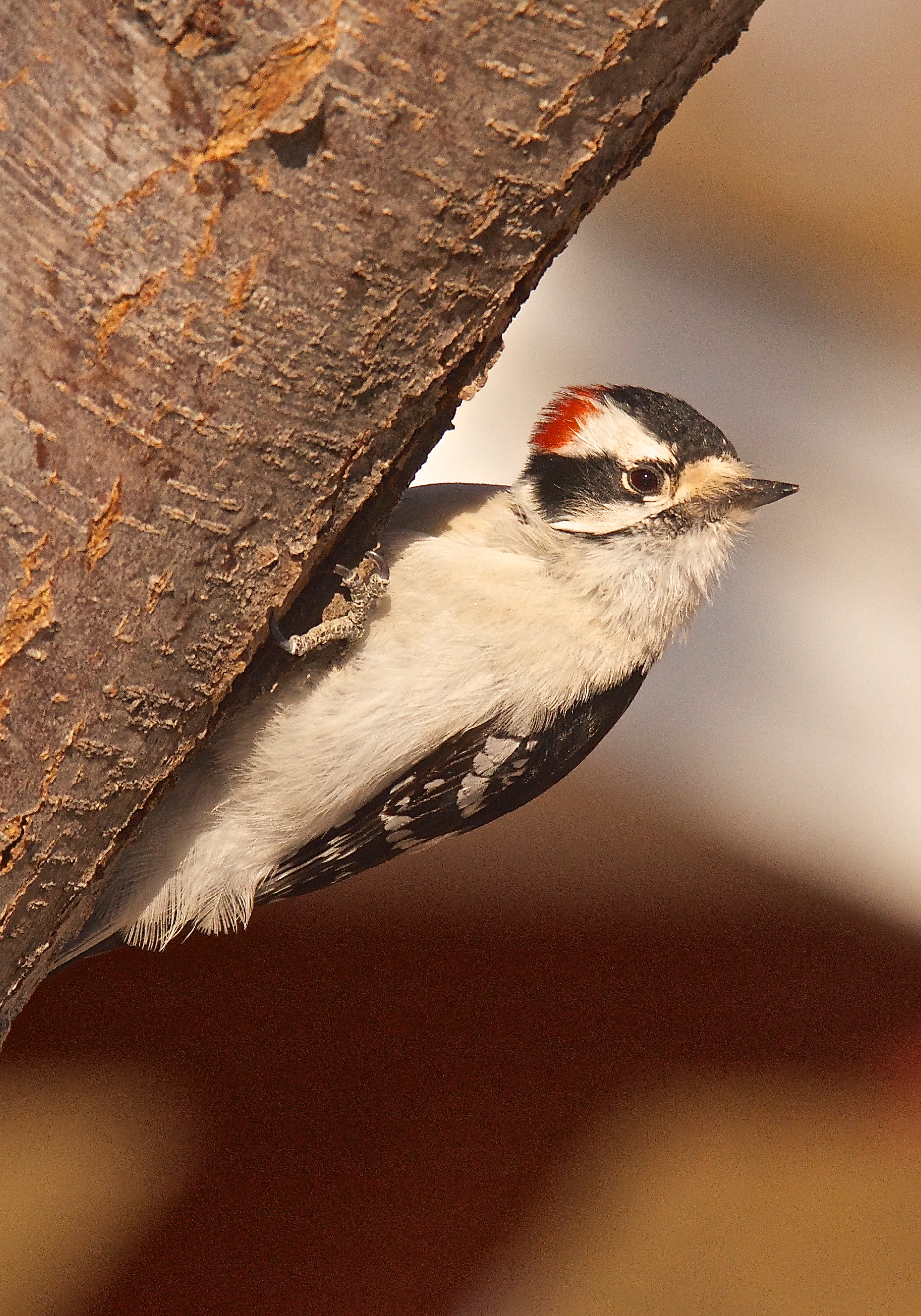 Downy Woodpecker