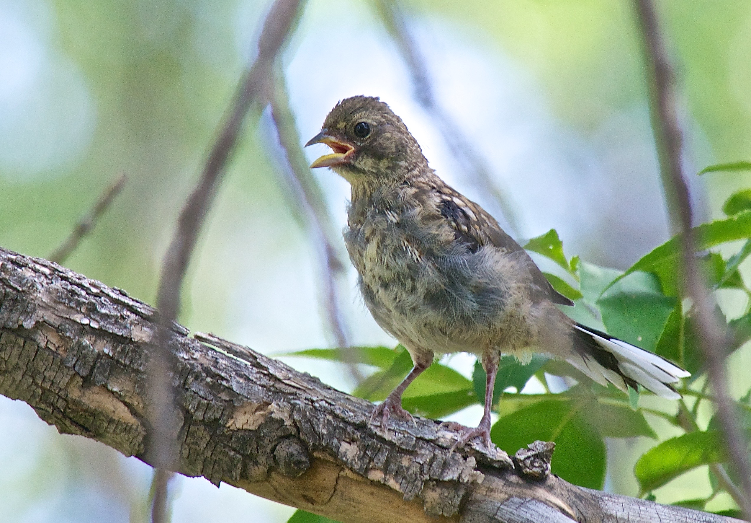 Immature Spotted Towhee