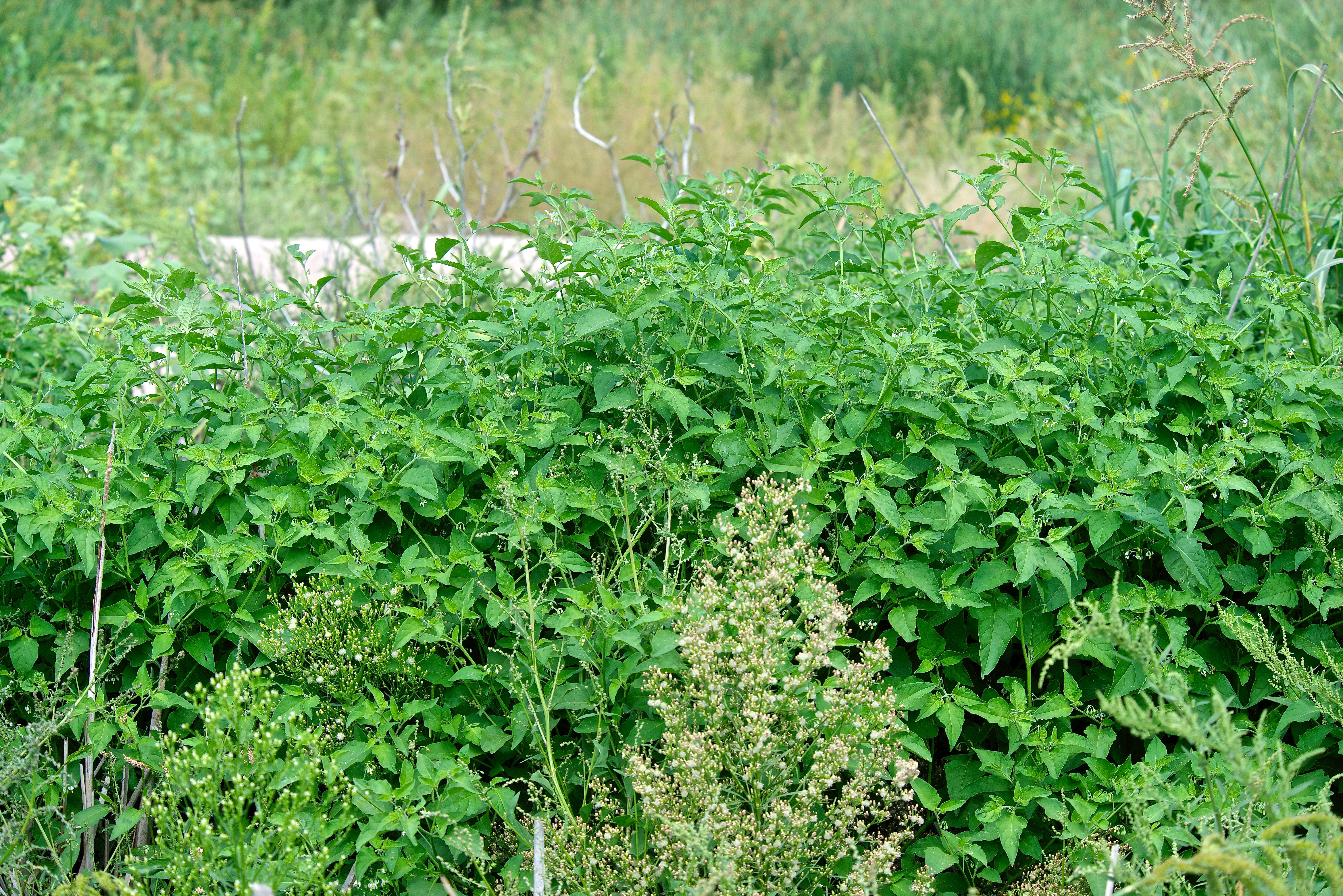 Huge Black Nightshade Plant