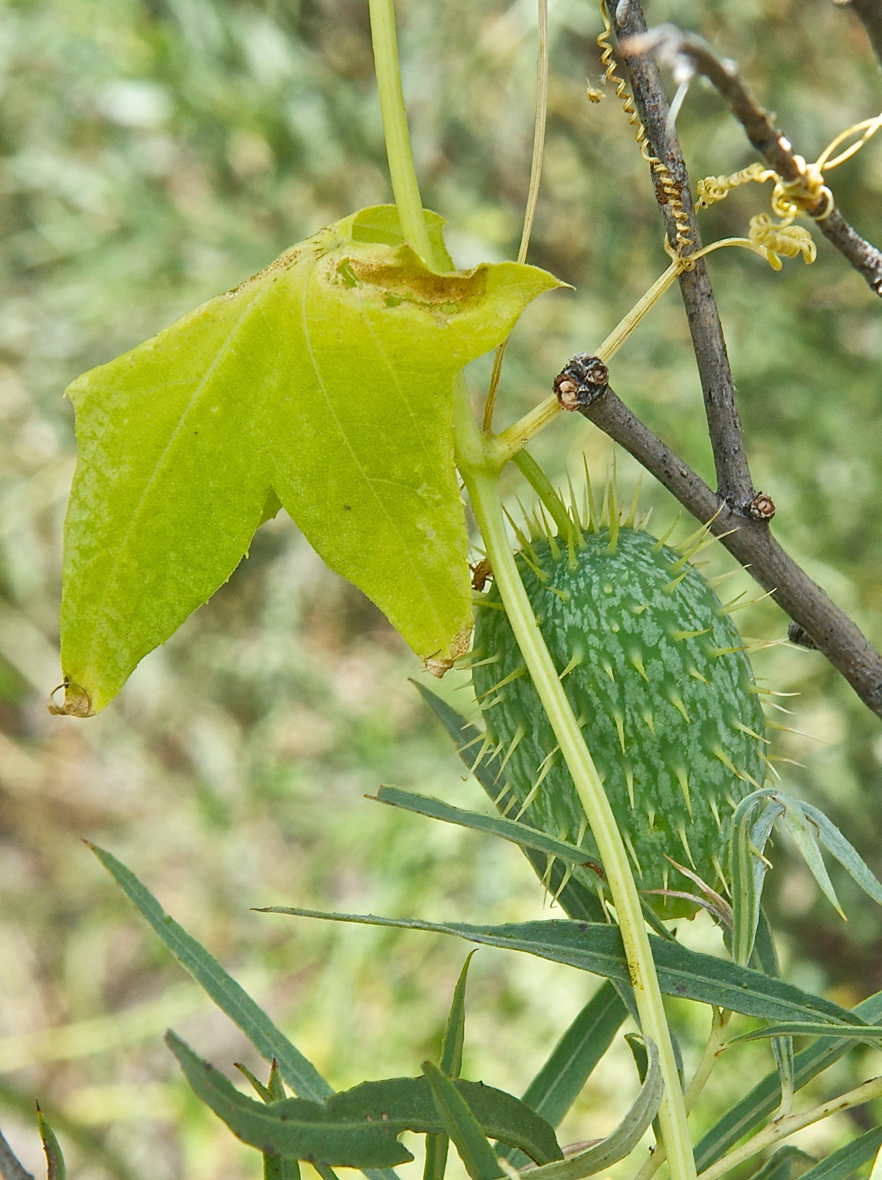 Mock Cucumber (Echinocystis lobata)