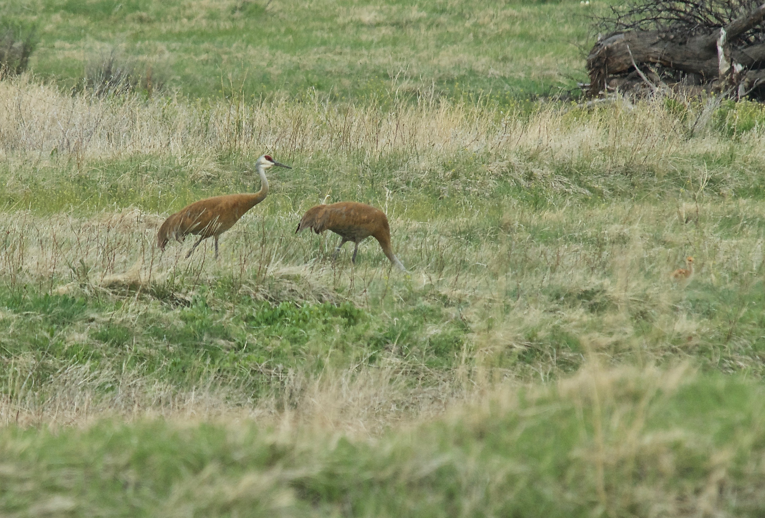 Sandhill Cranes