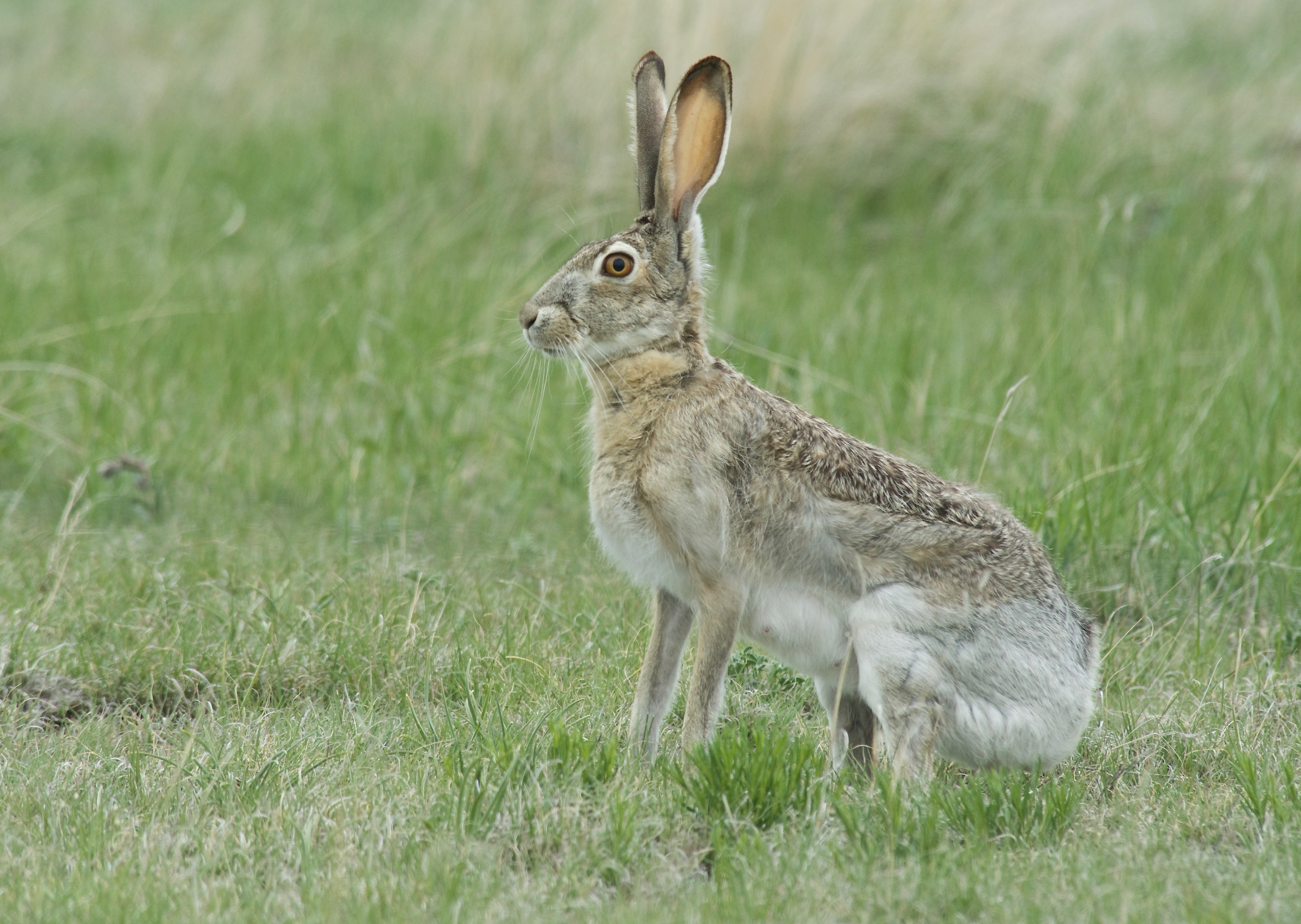 Jackrabbit