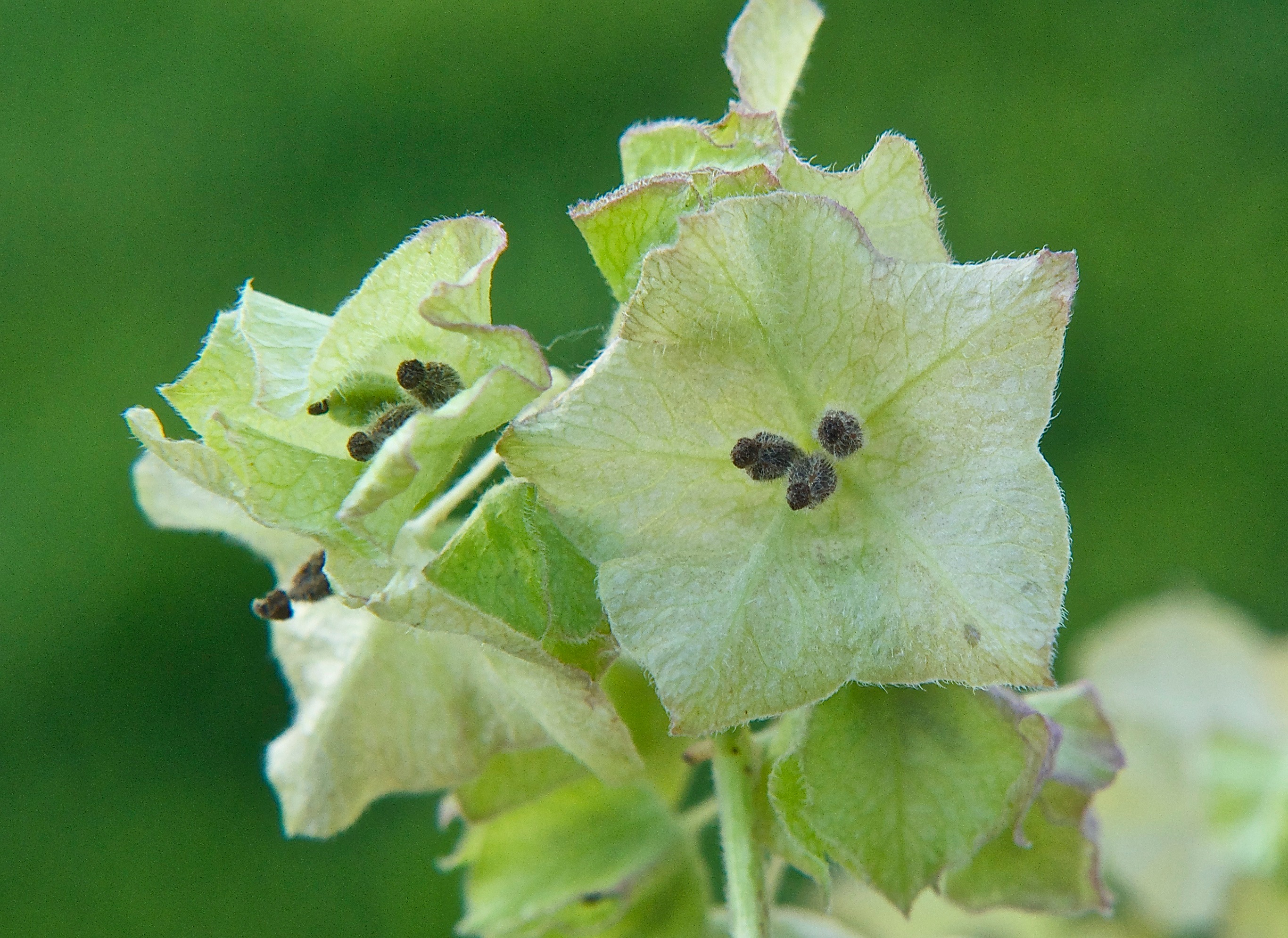 Wing-Fruited Sand Verbena (Tripterocalyx micranthus)