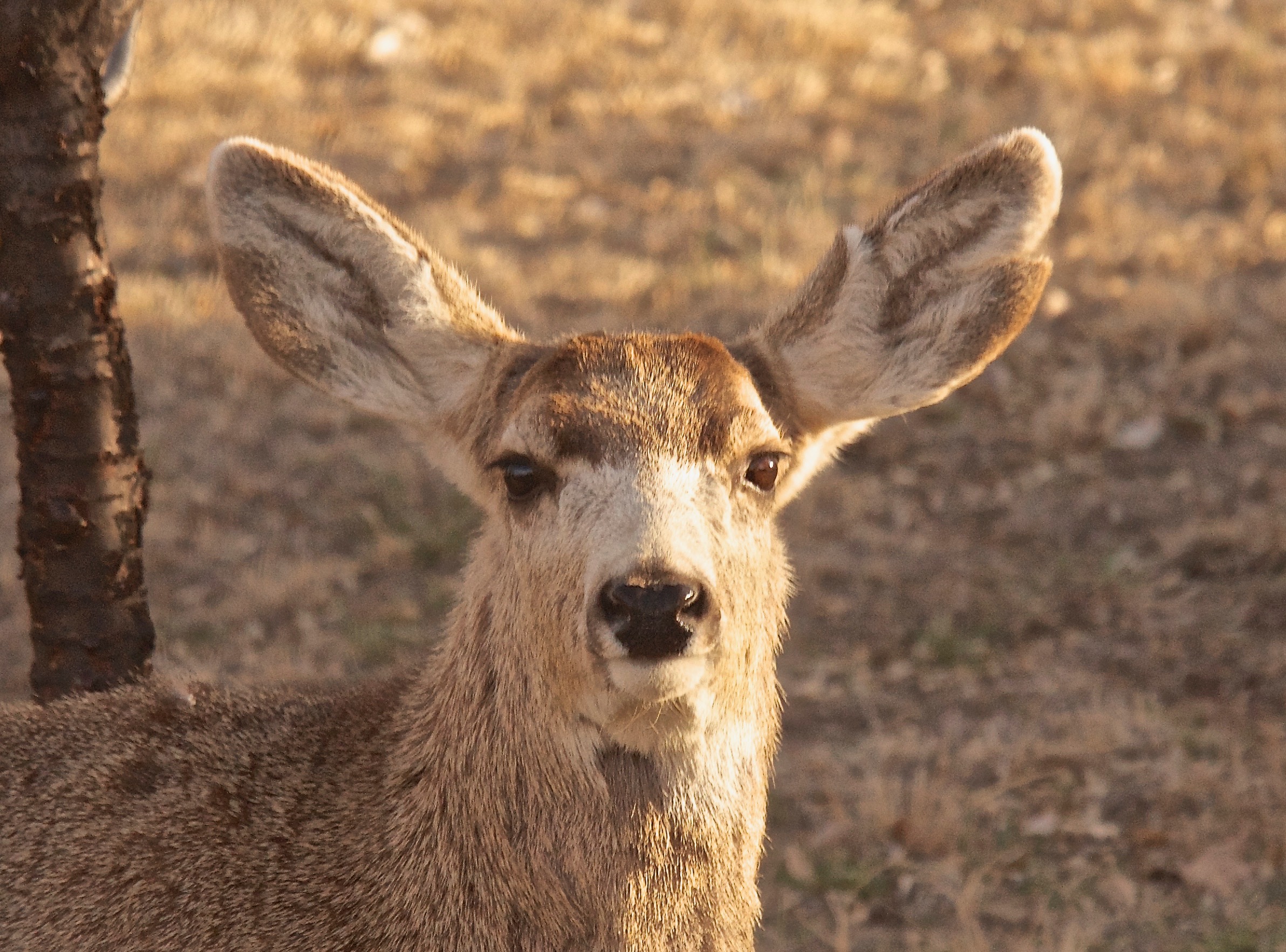 Mule Deer  3-18 (Split Ear)