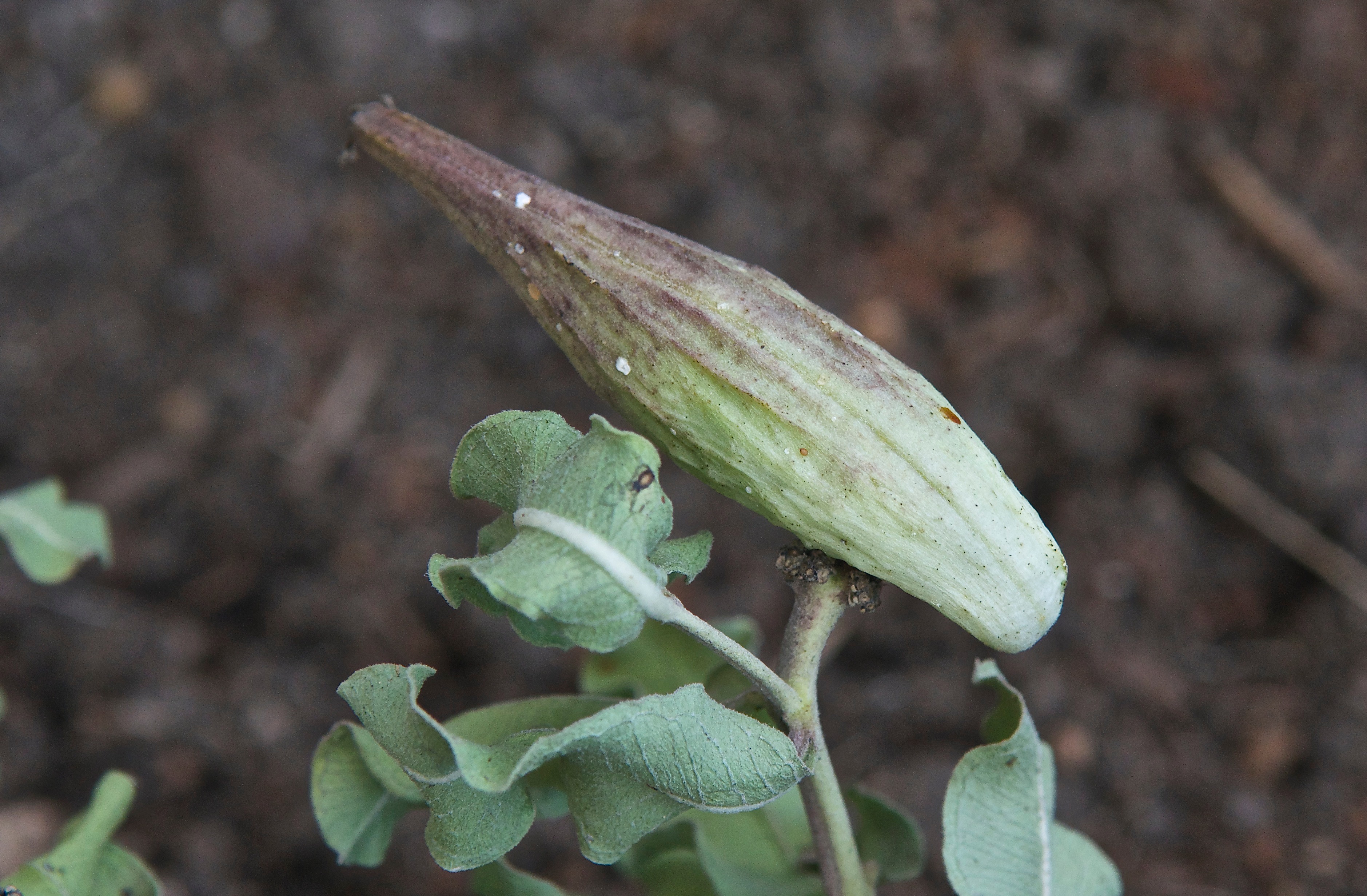 Green Milkweed (Asclepias viridiflora)