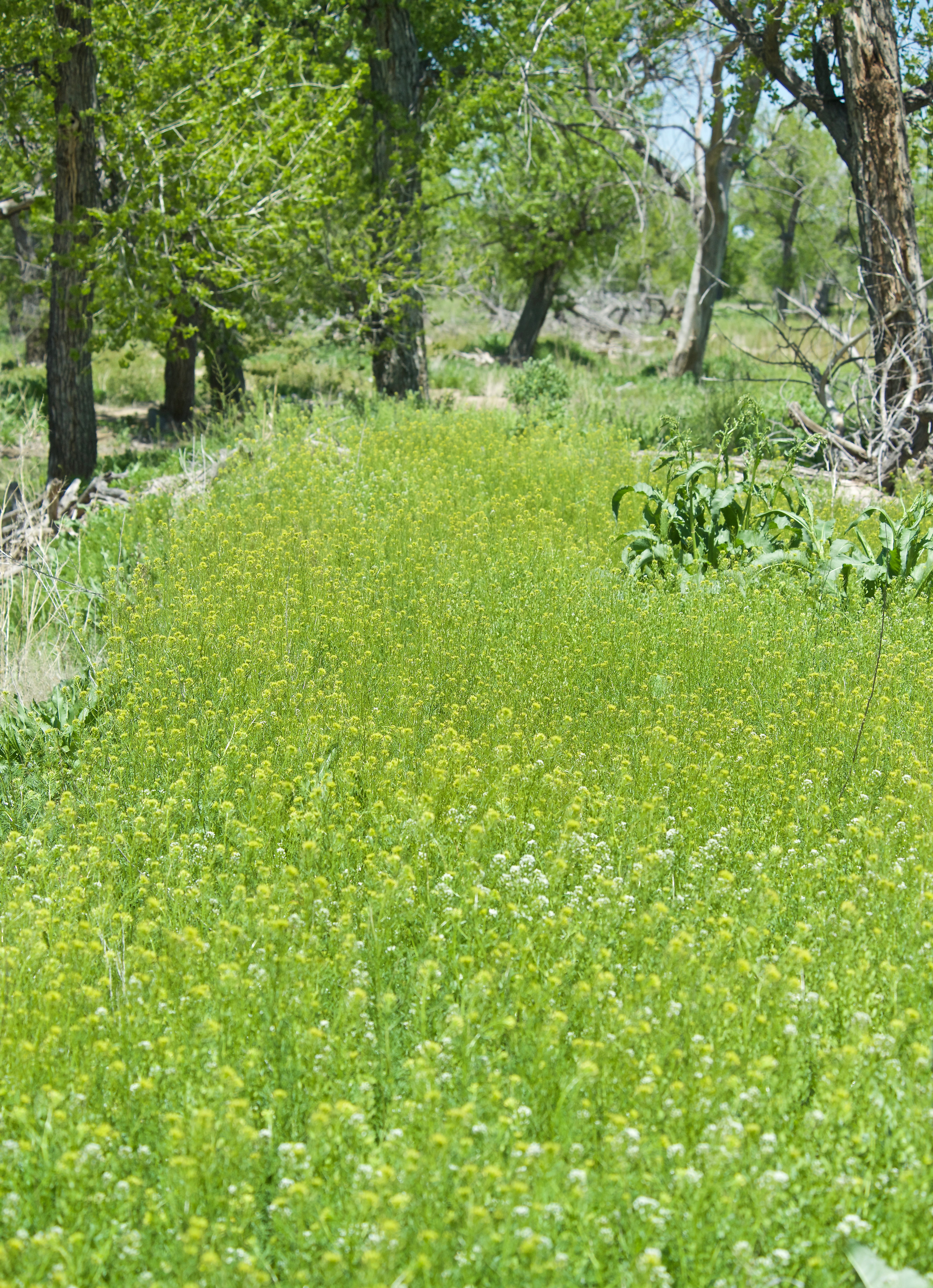 Flixweed (Descuraninia sephia Brassicaceae)