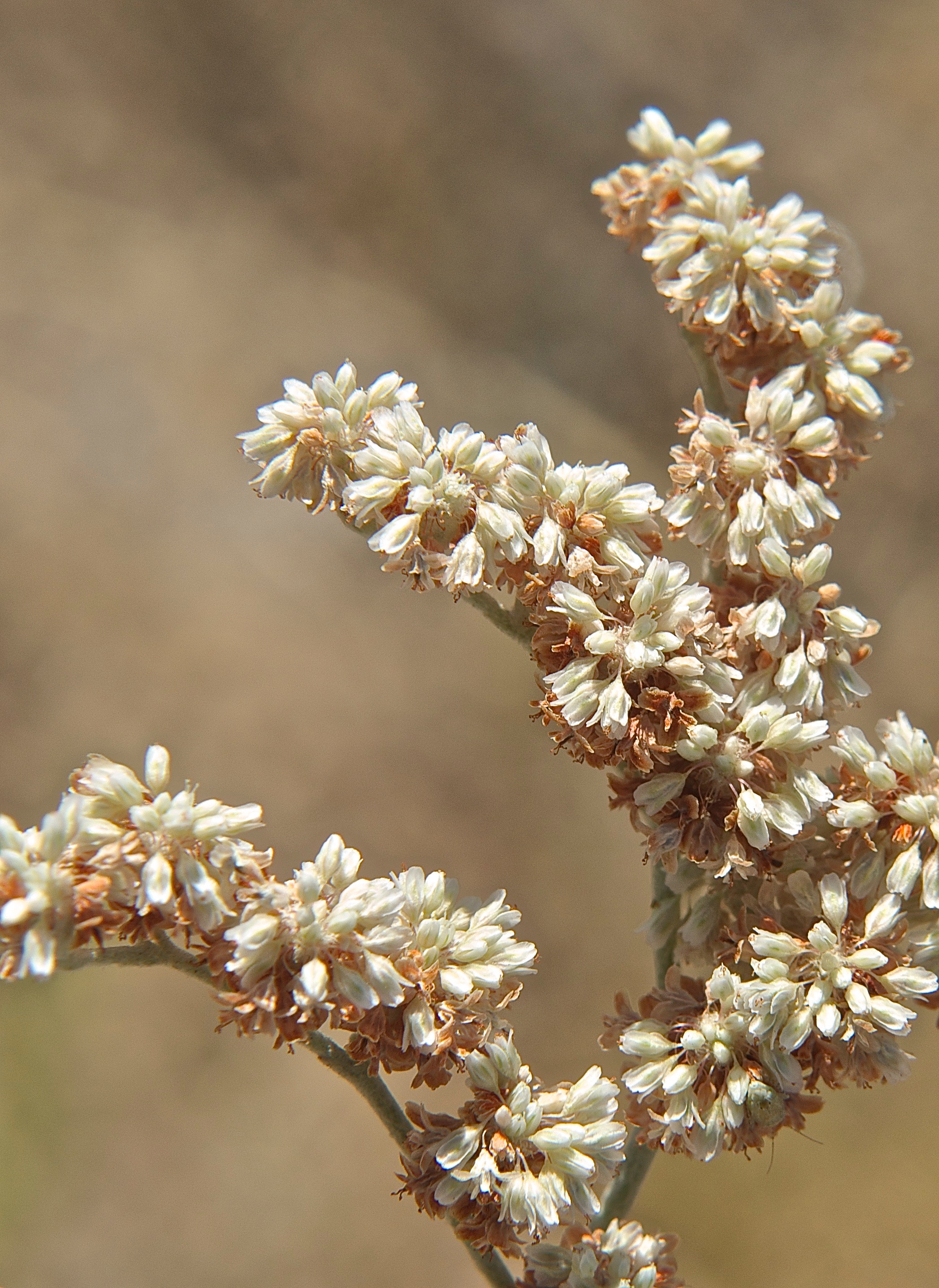 Eriogonum annuum (Annual Buckwheat)
