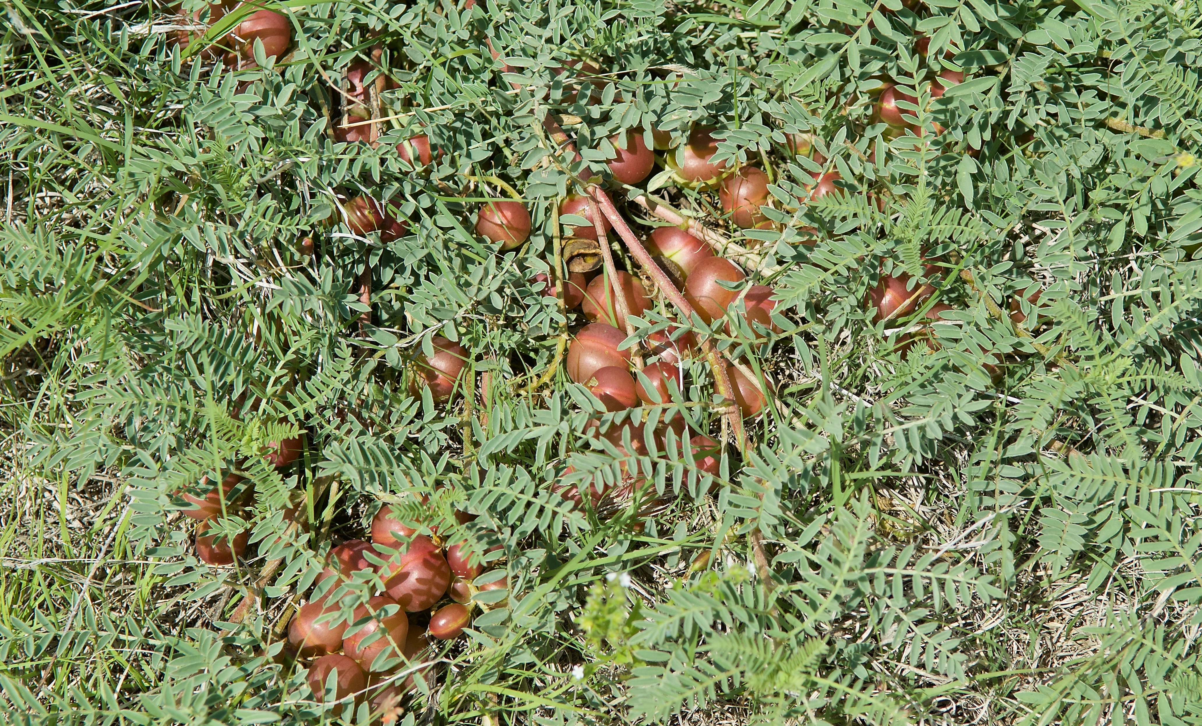 Ground Plum (F. Astragalus crassicarpus)