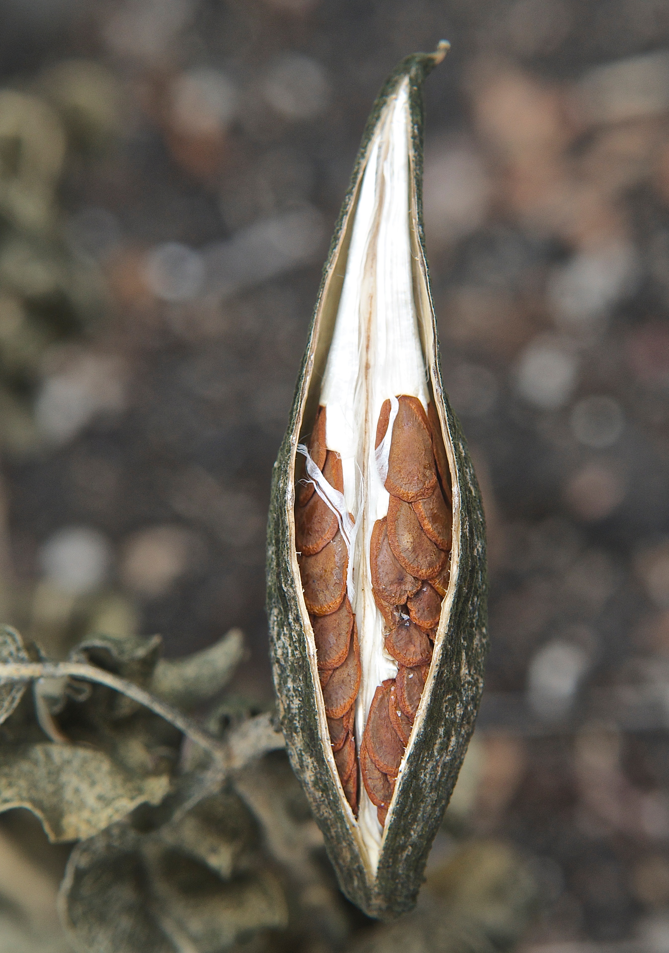 Green Milkweed (Asclepias viridiflora)
