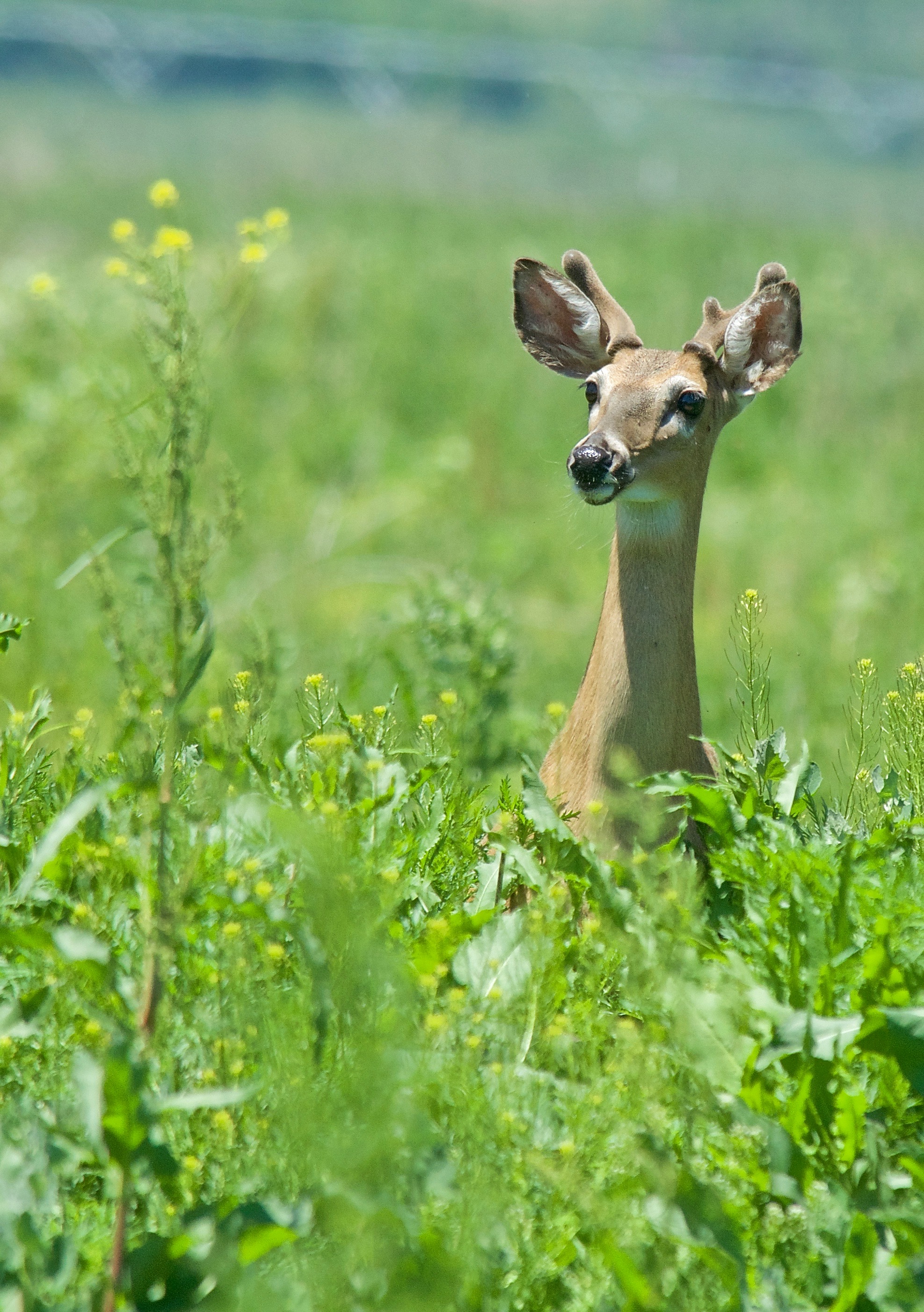 White-Tailed Deer