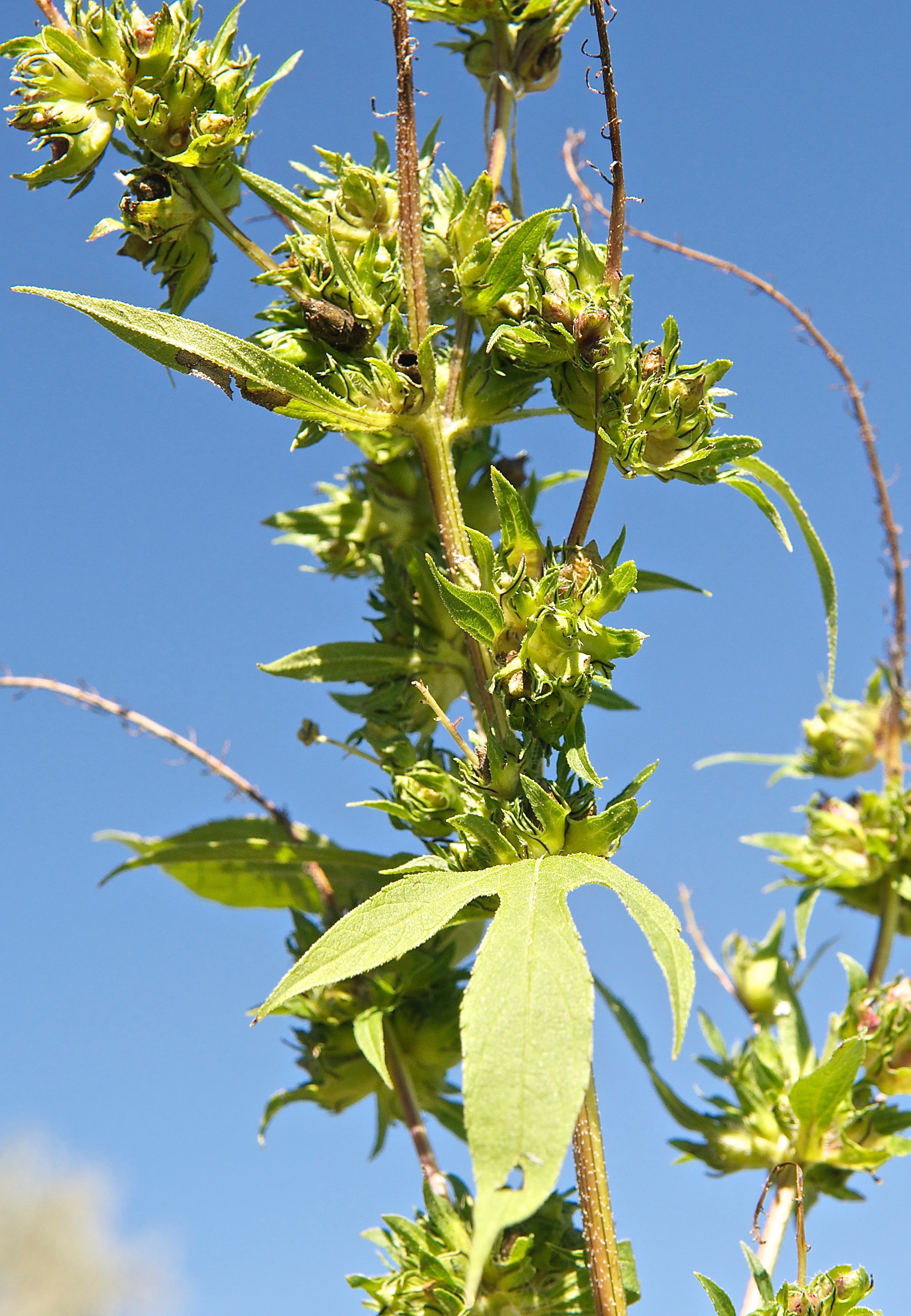 Giant Ragweed (Ambrosia trifida) Female Flower Clusters