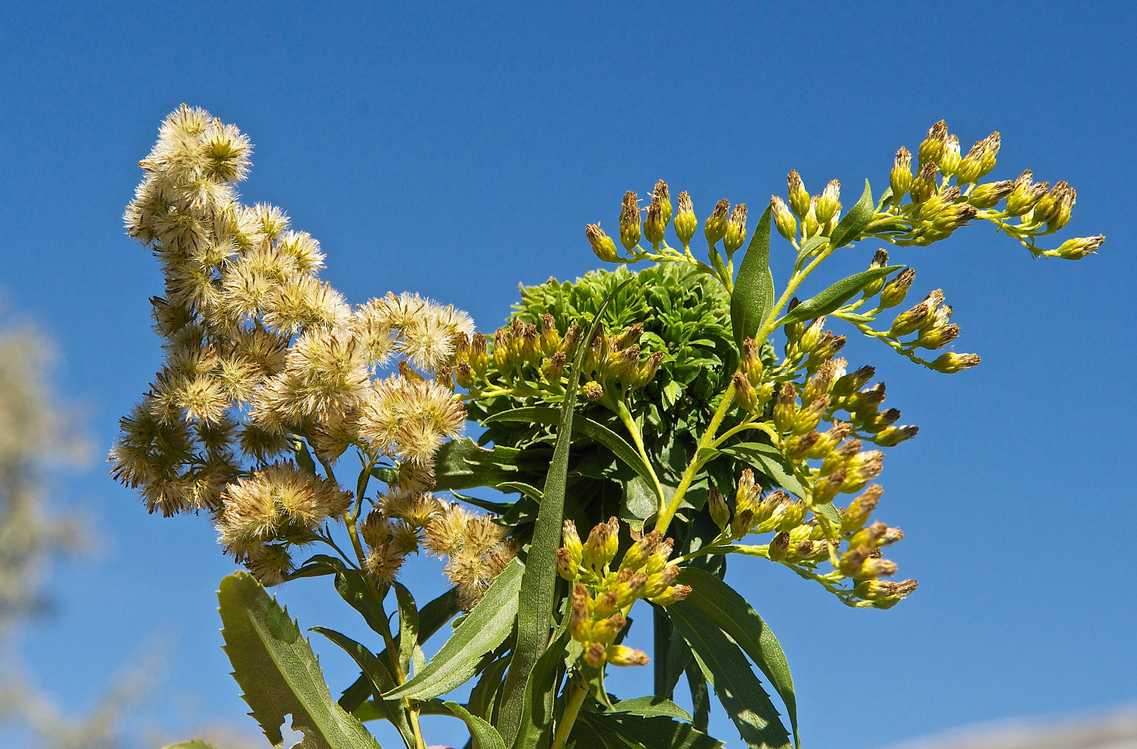 Three Stages of Canada Goldenrod (Solidago canadensis) Seeding (Center is Rosetta Gall, insects)