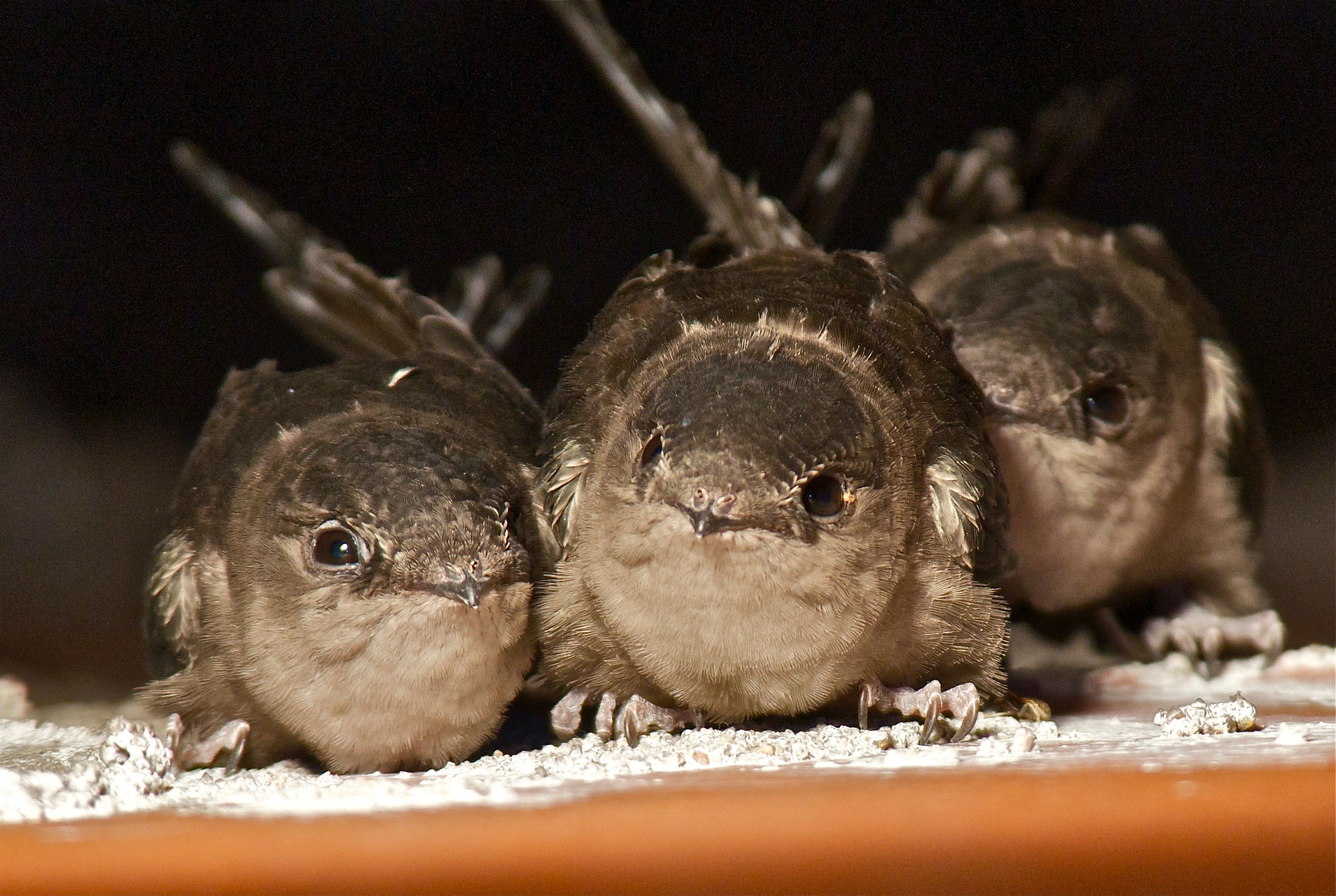 Baby Chimney Swifts