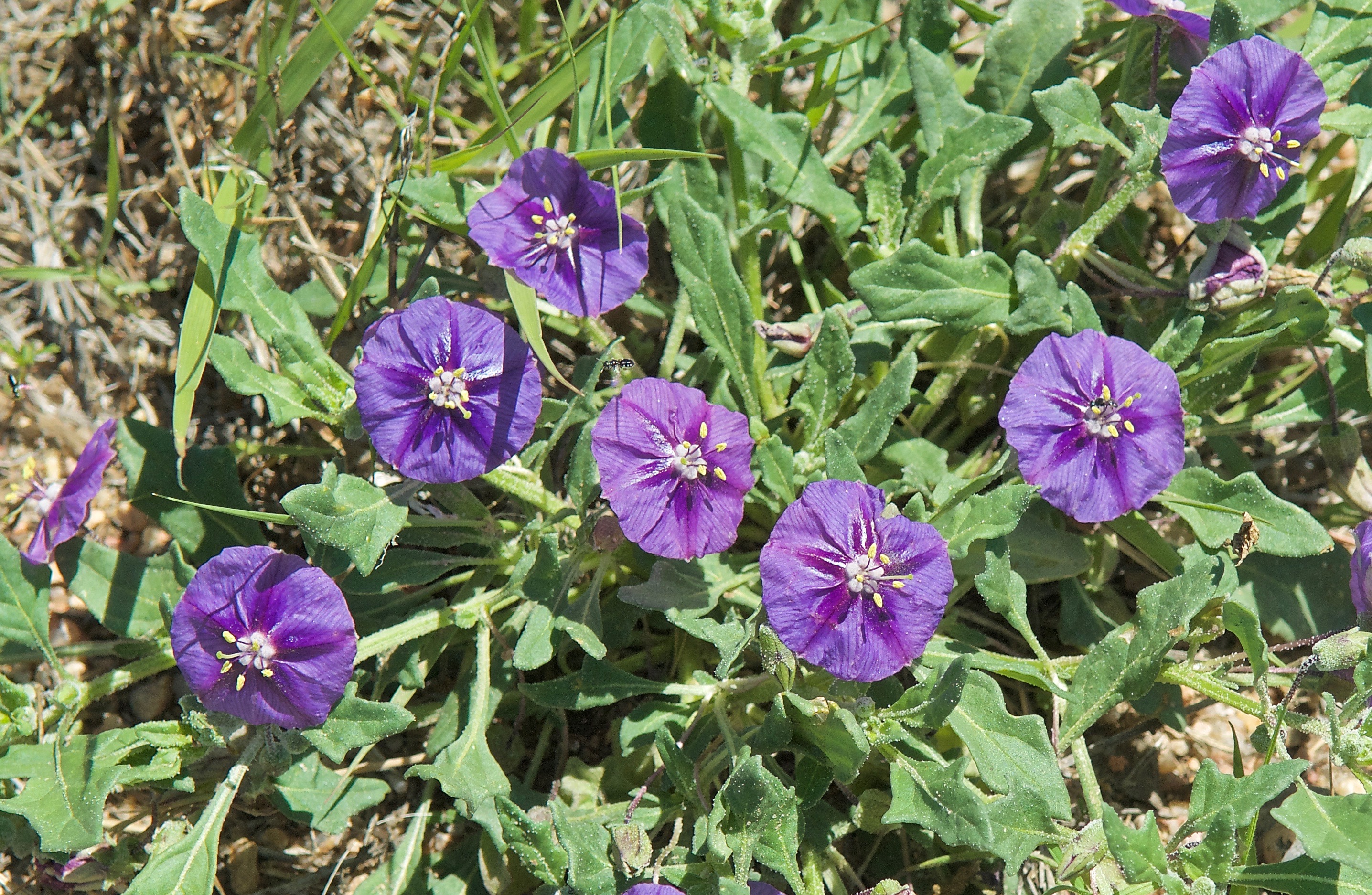 Purple Groundcherry (Quincula lobata  Solanaceae)
