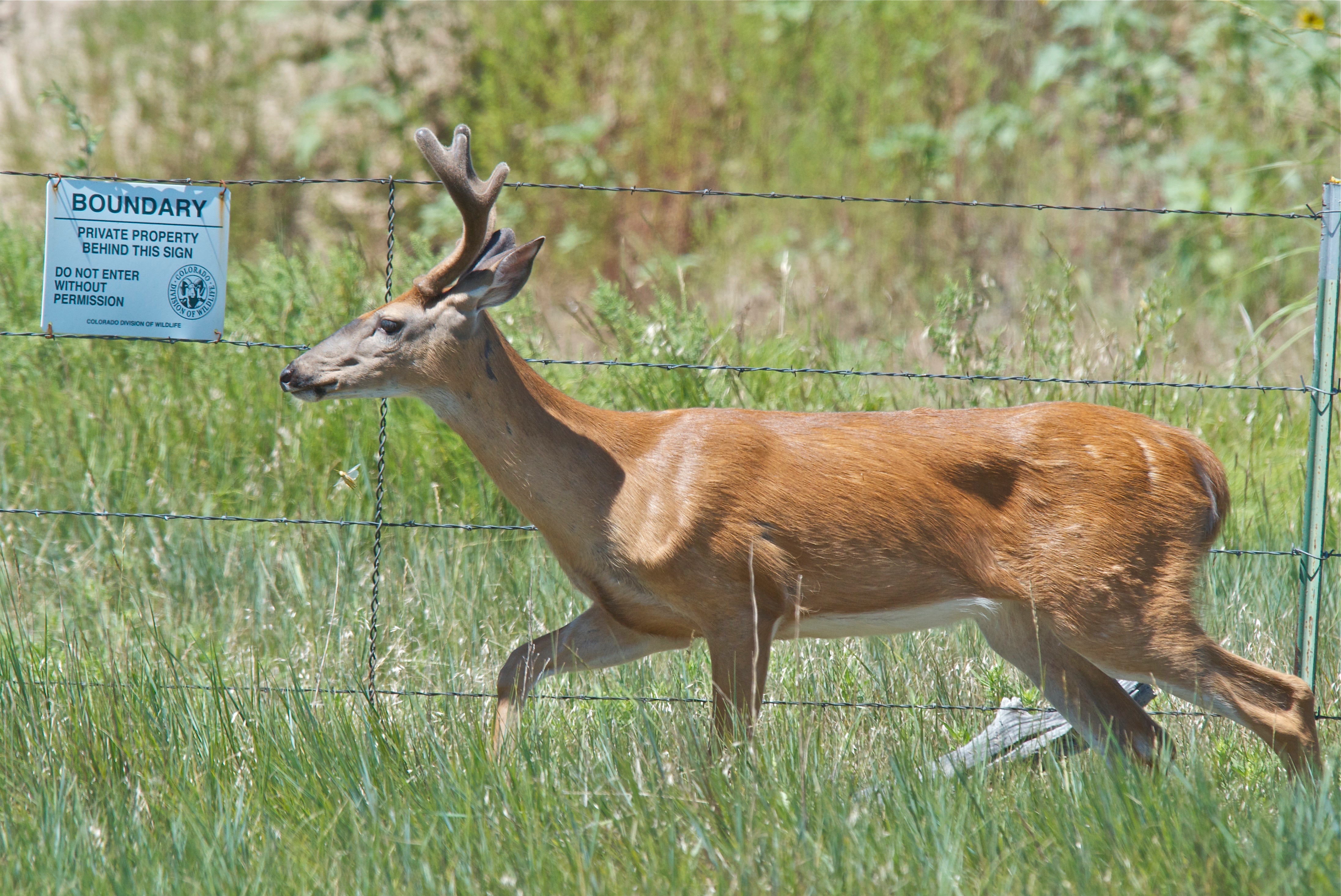 White-Tailed Deer