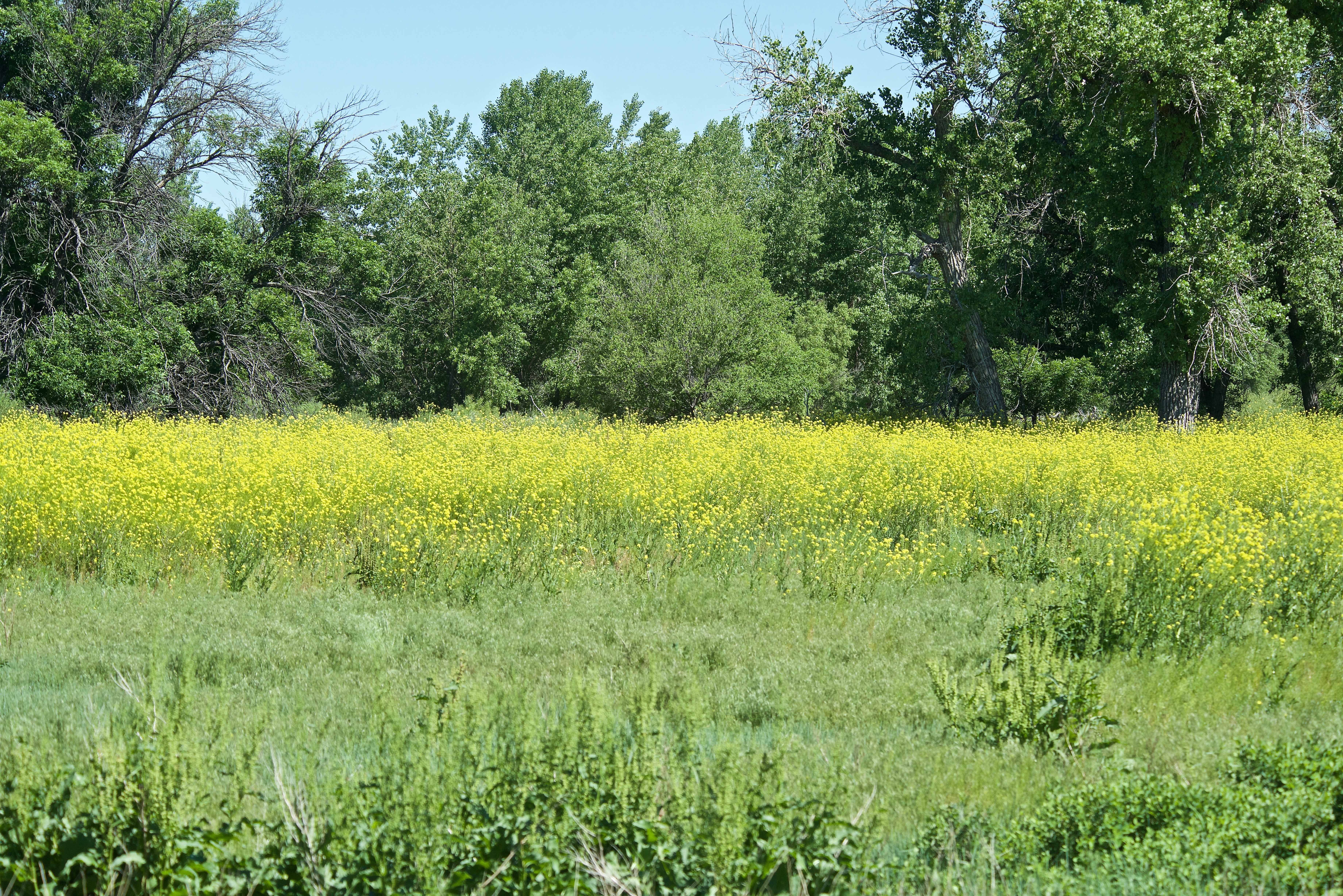 A Black Mustard (Introduced)