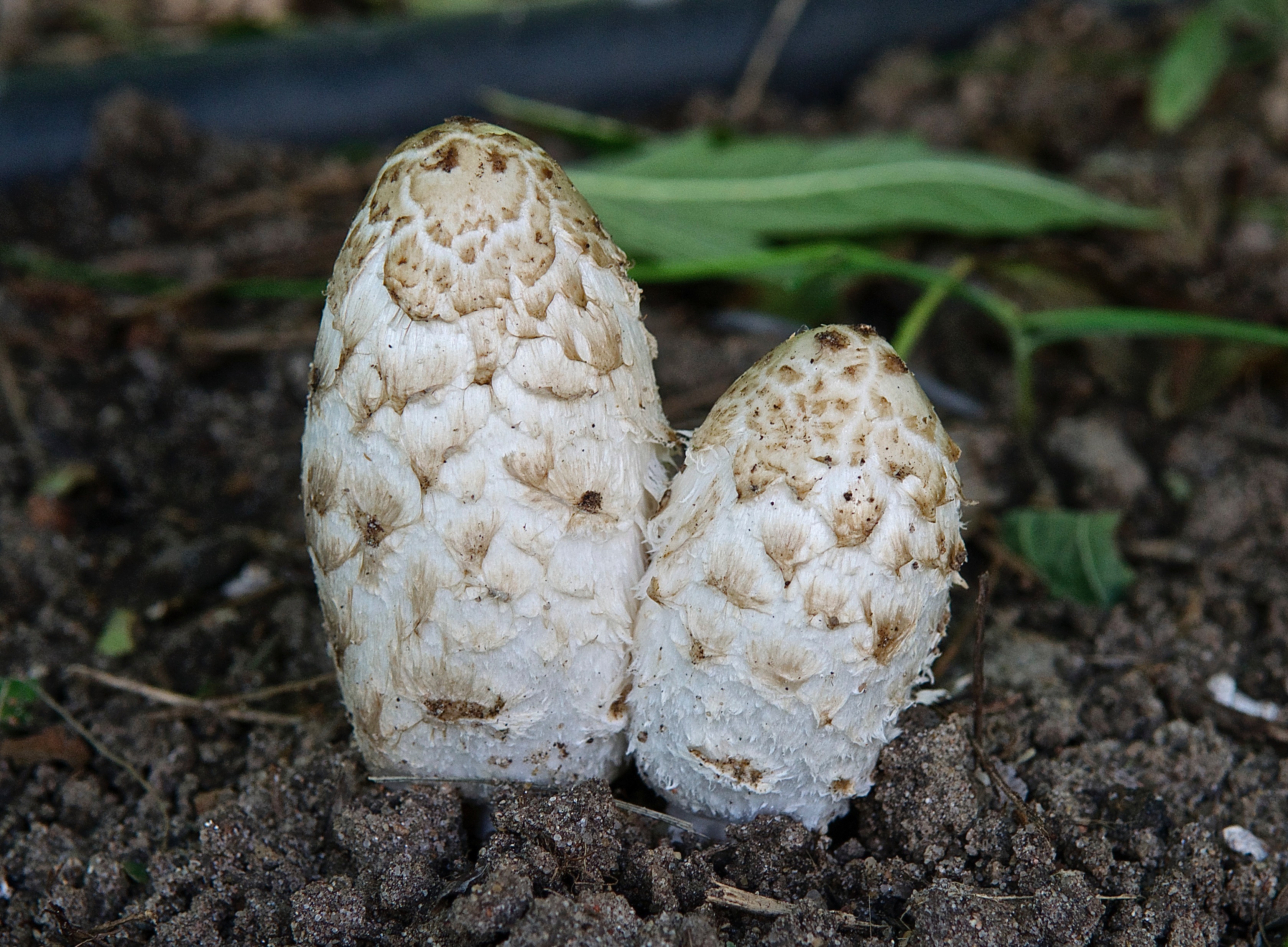 Coprinus Comatus (Shaggy Mane) Mushroom  (Day 1)