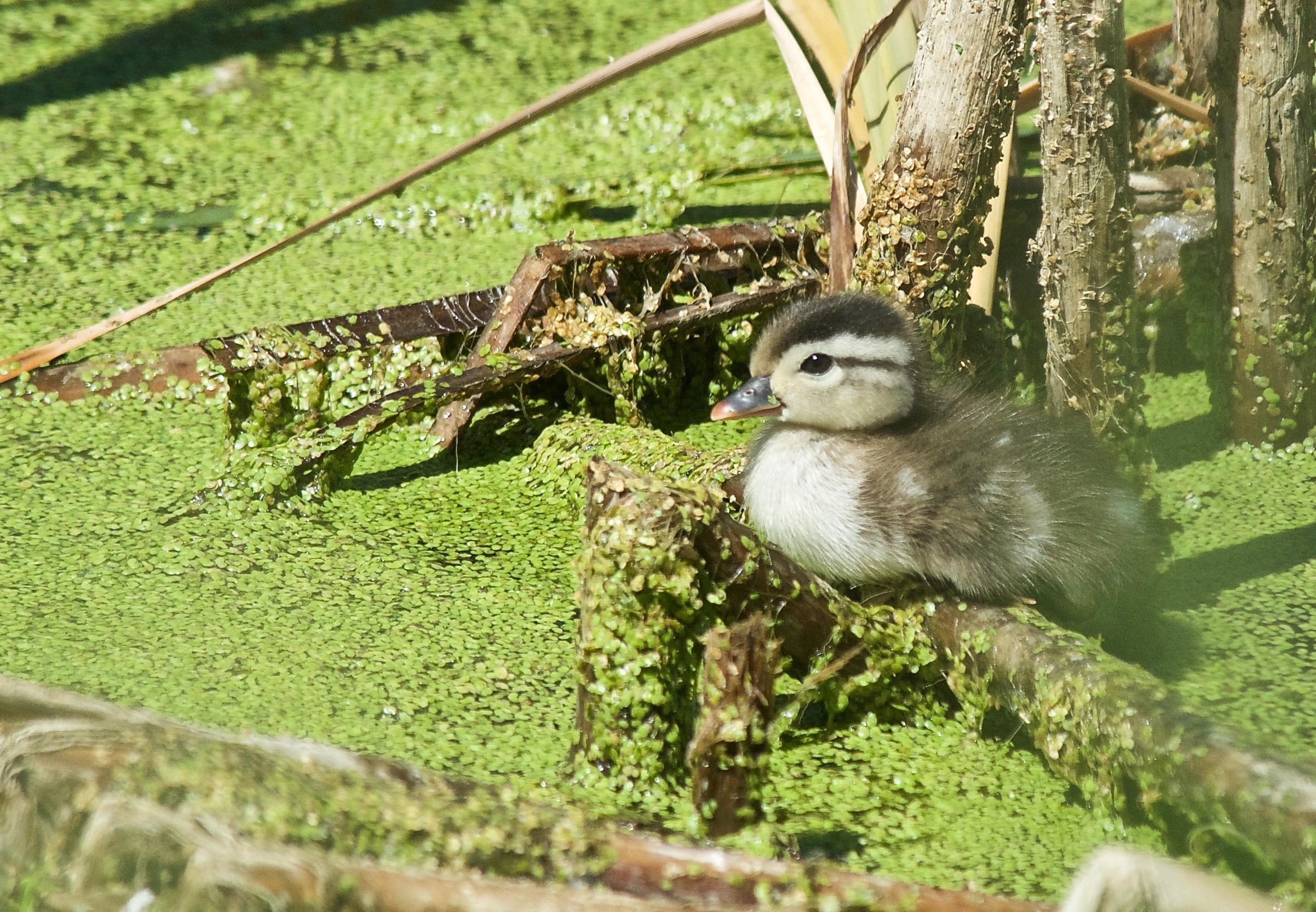 Baby Wood Duck on Cottonwood Pond (day 3 alone)