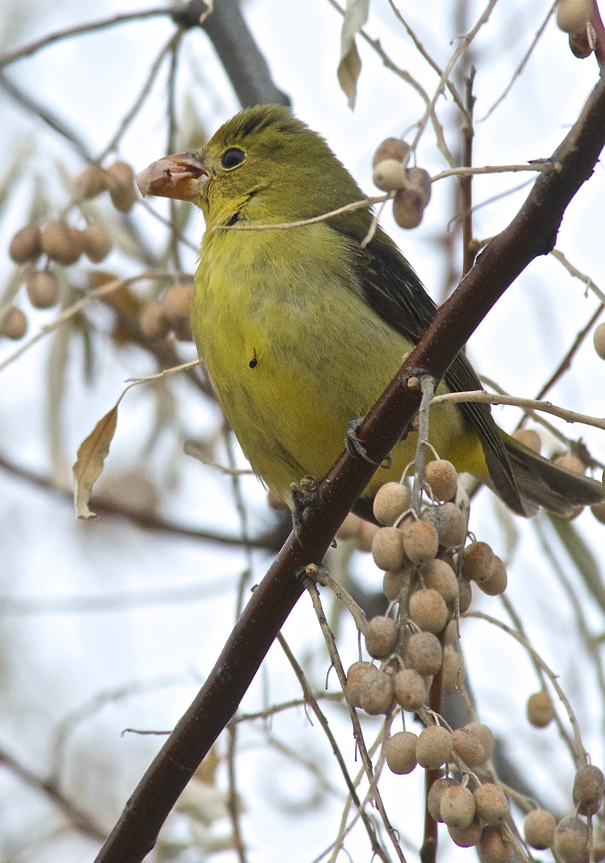 Scarlet Tanager ♀ (immature)