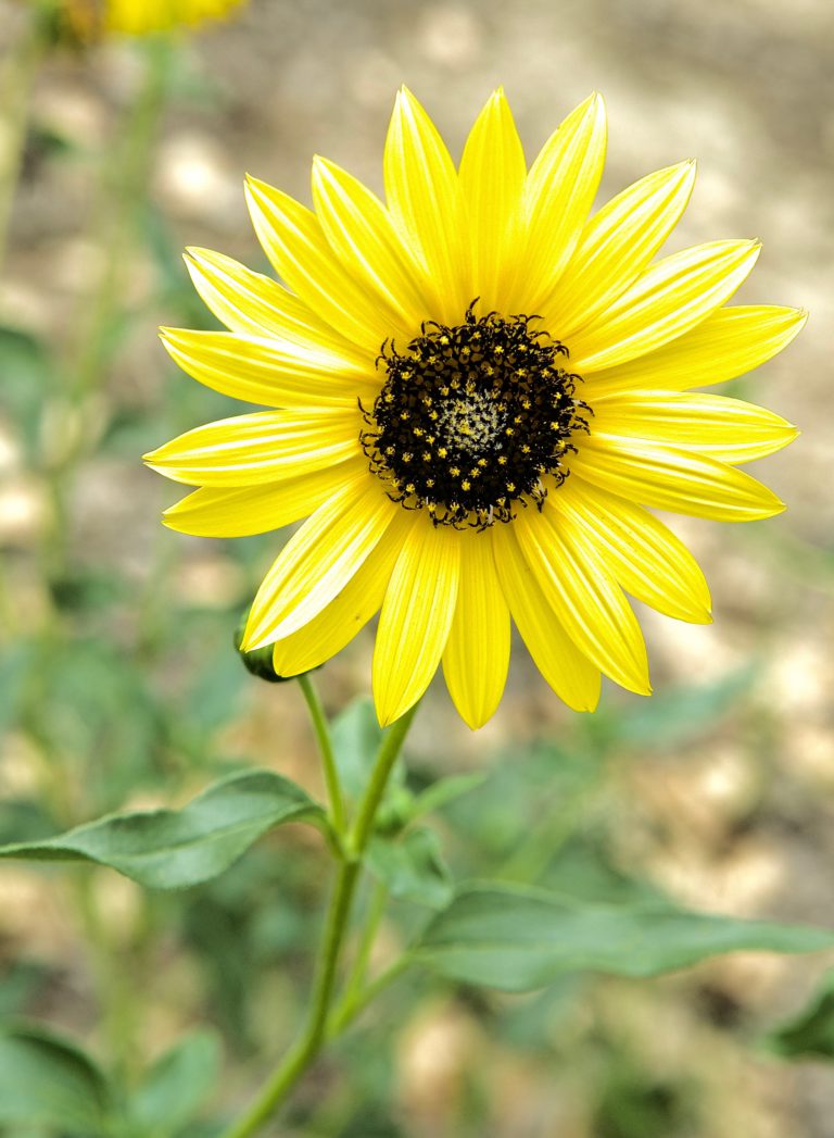 Prairie Sunflower (Helianthus pumilus) - Plants and Animals of ...