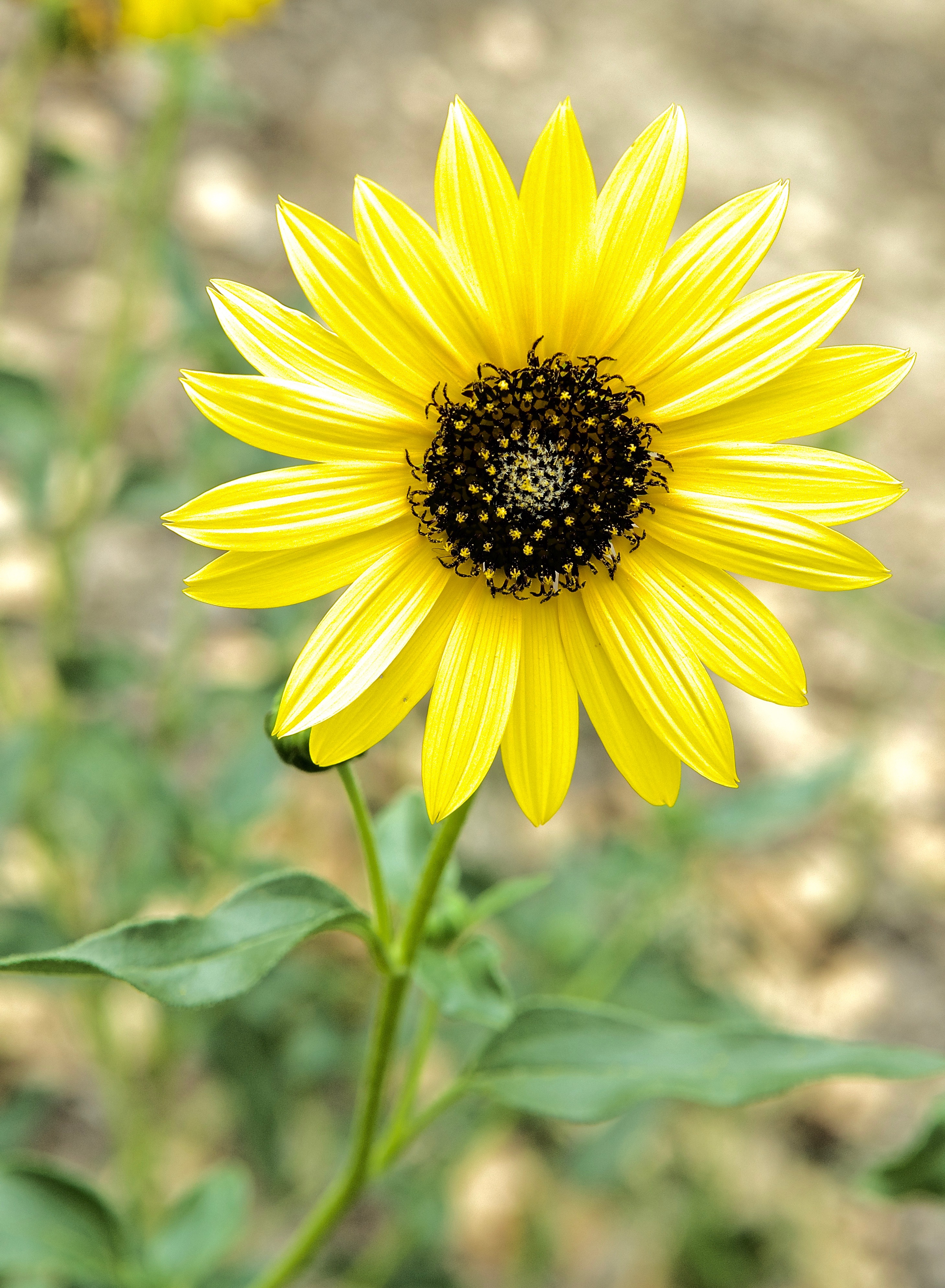 Prairie Sunflower (Helianthus pumilus)