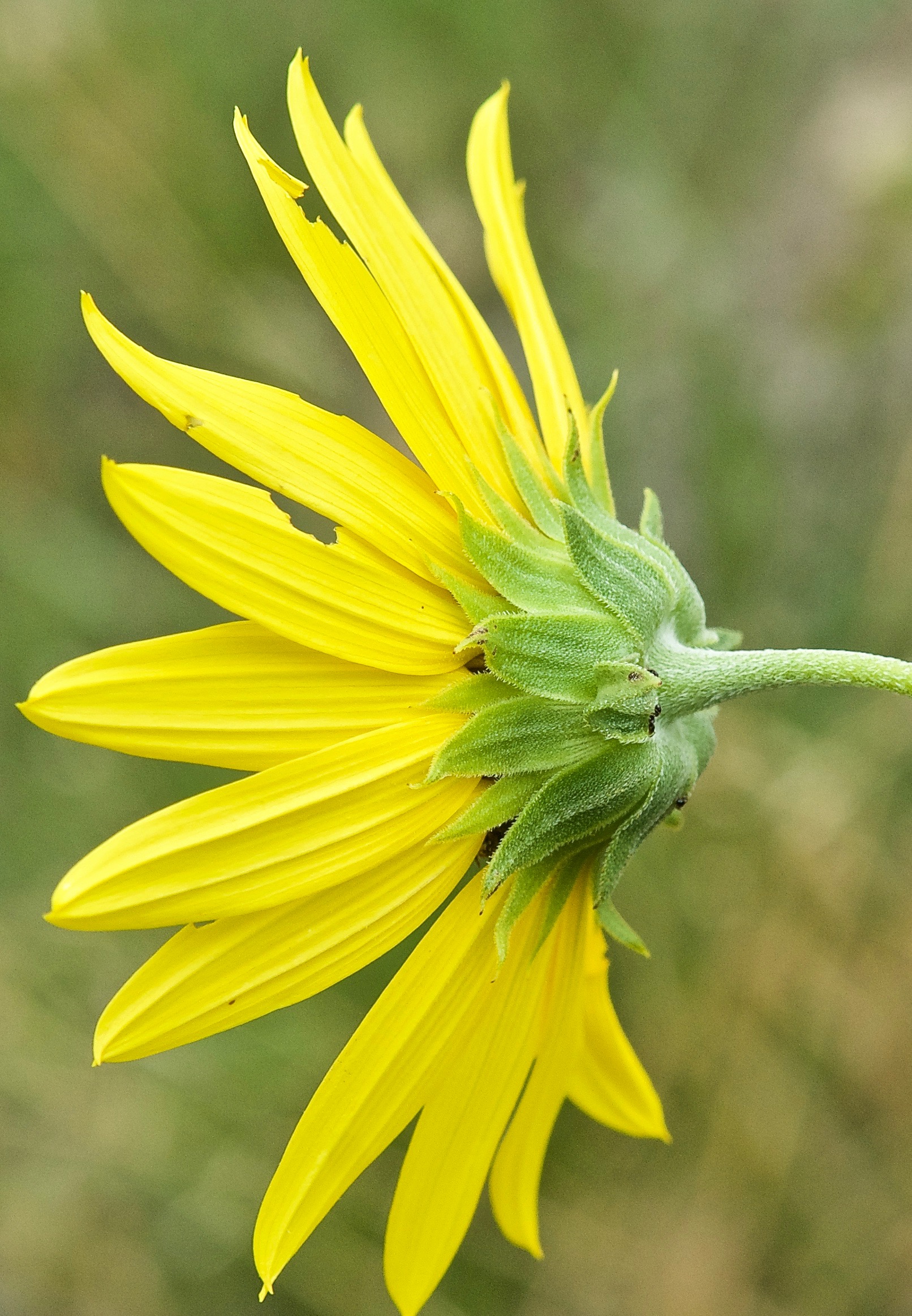 Prairie Sunflower (Helianthus pumilus)