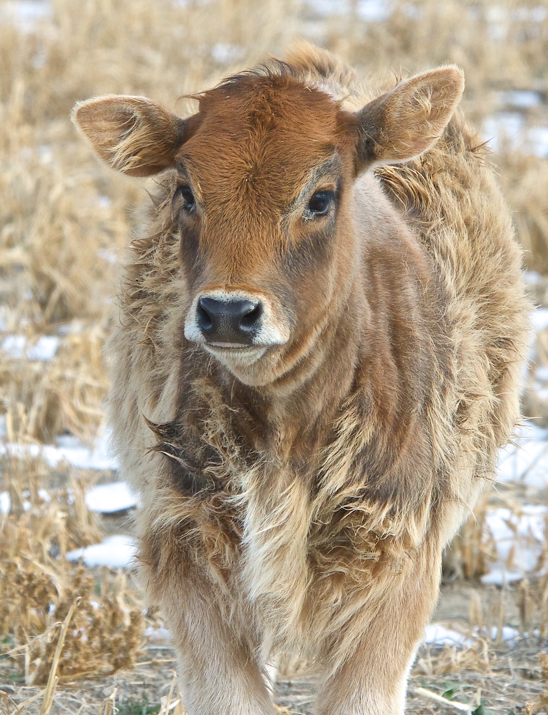 Calf Wearing Winter Coat
