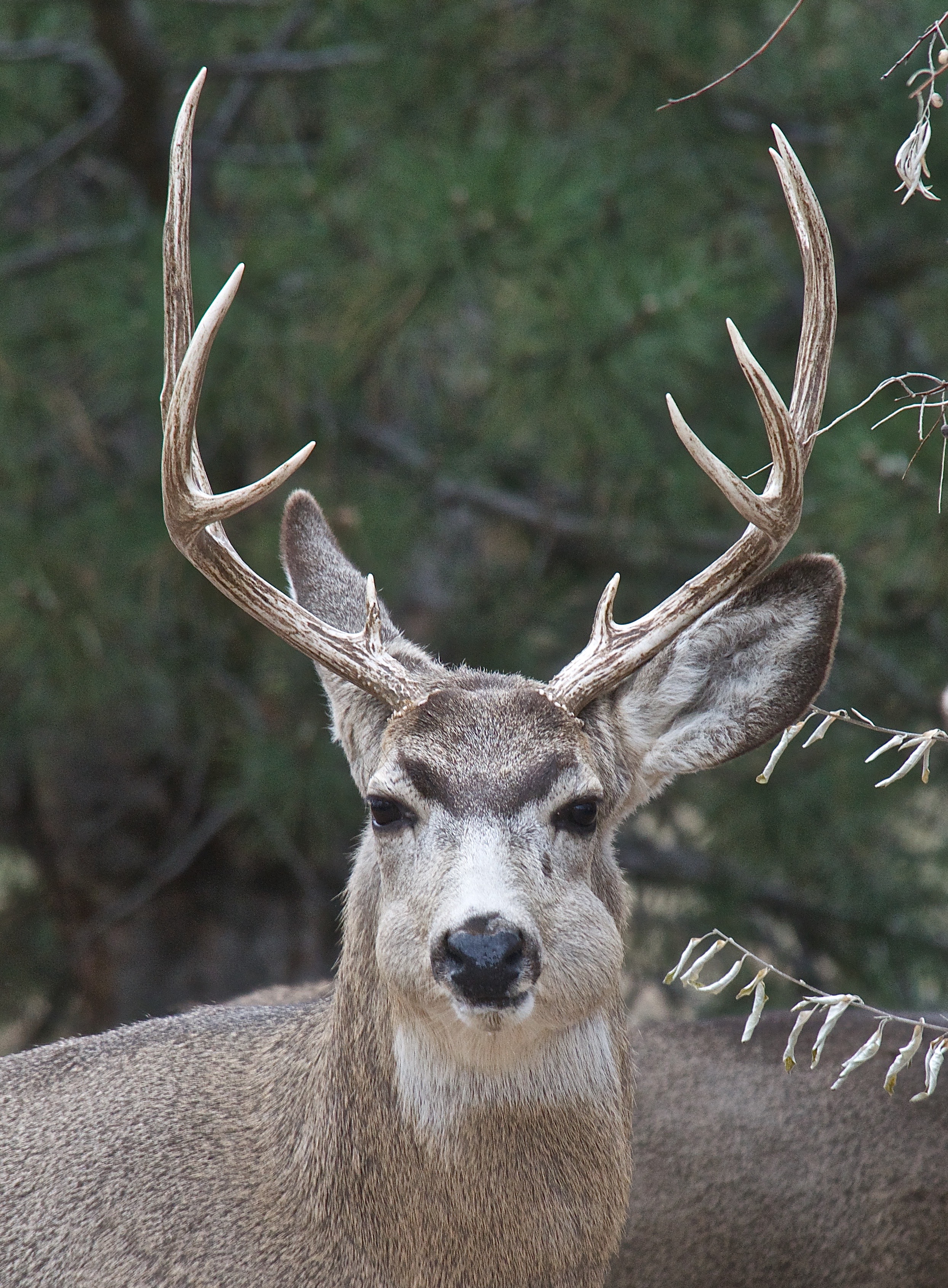 Mule Deer (Poor Puffy)