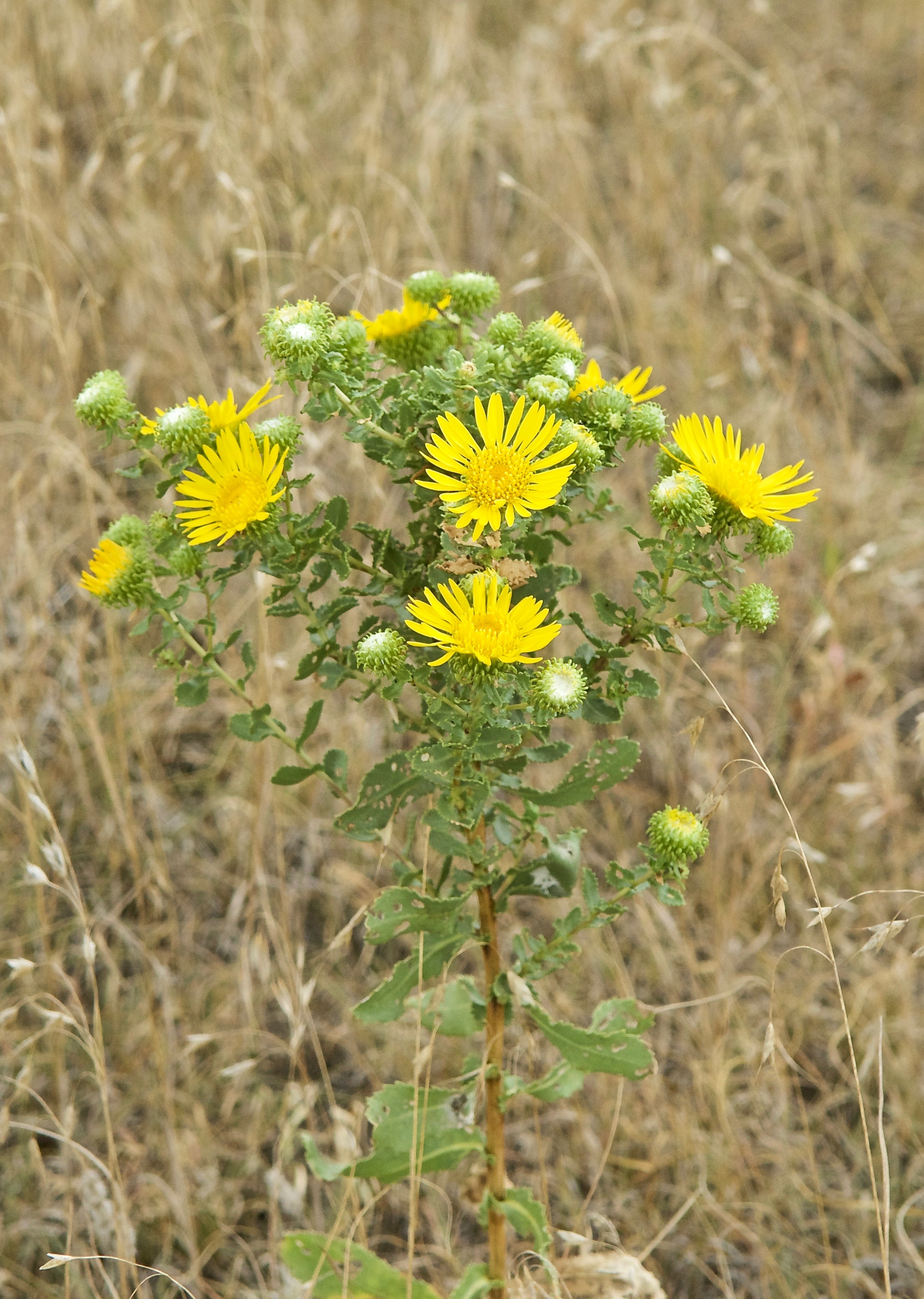 Subalpine Gumweed (Grindelia subalpina)