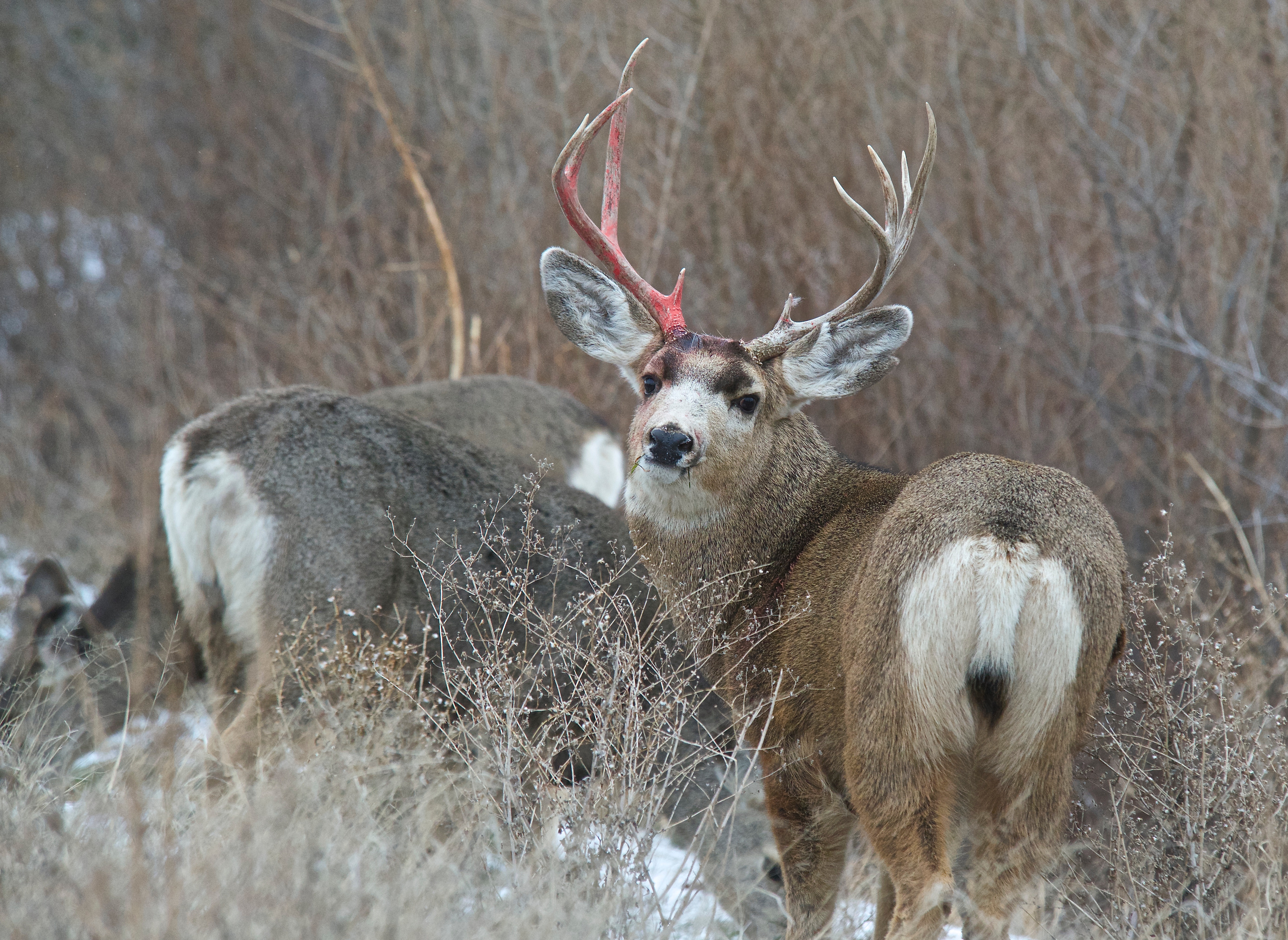 Mule Deer (Split Ear)