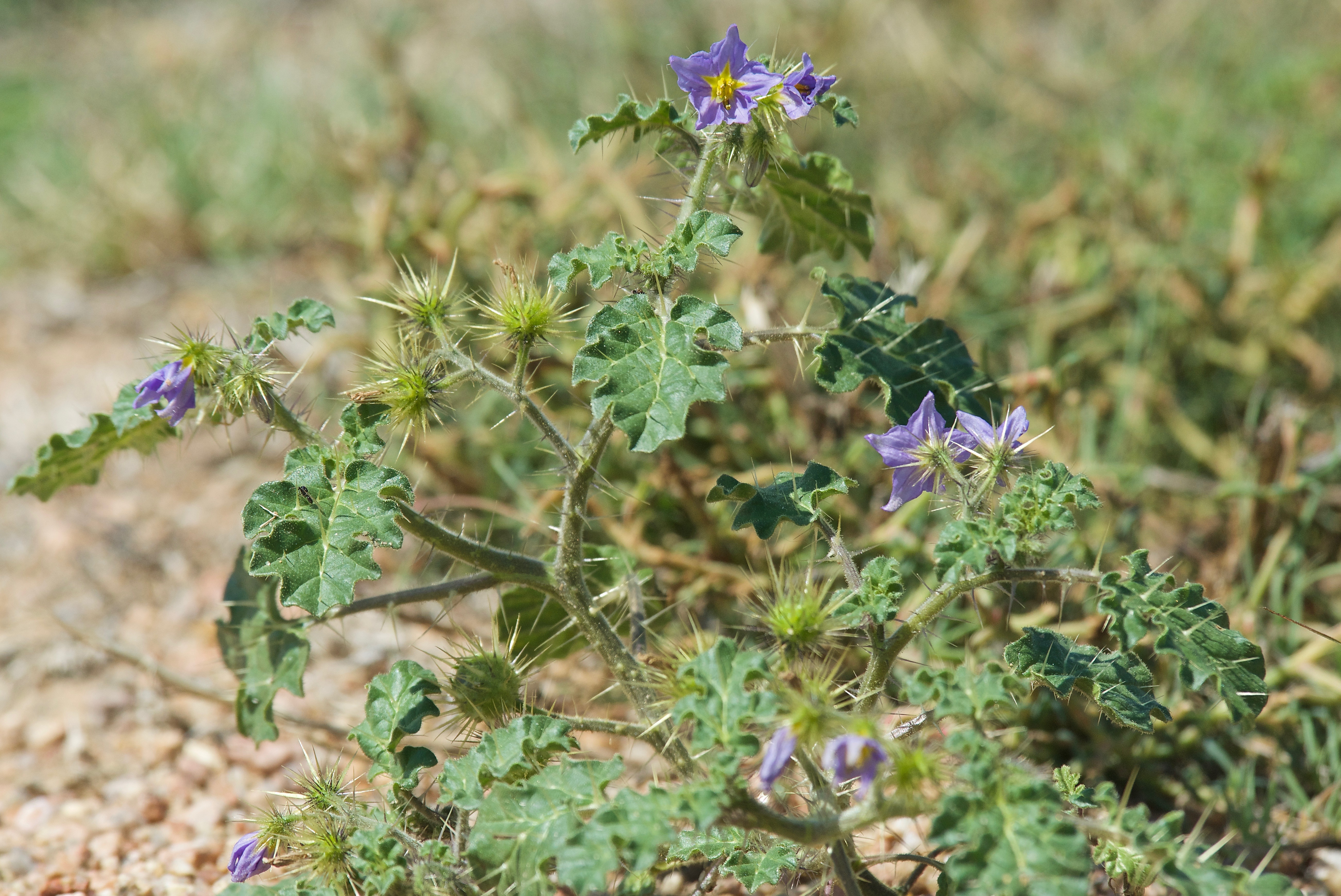 Melonleaf Nightshade (Solanum heterodoxum) (Noxious)