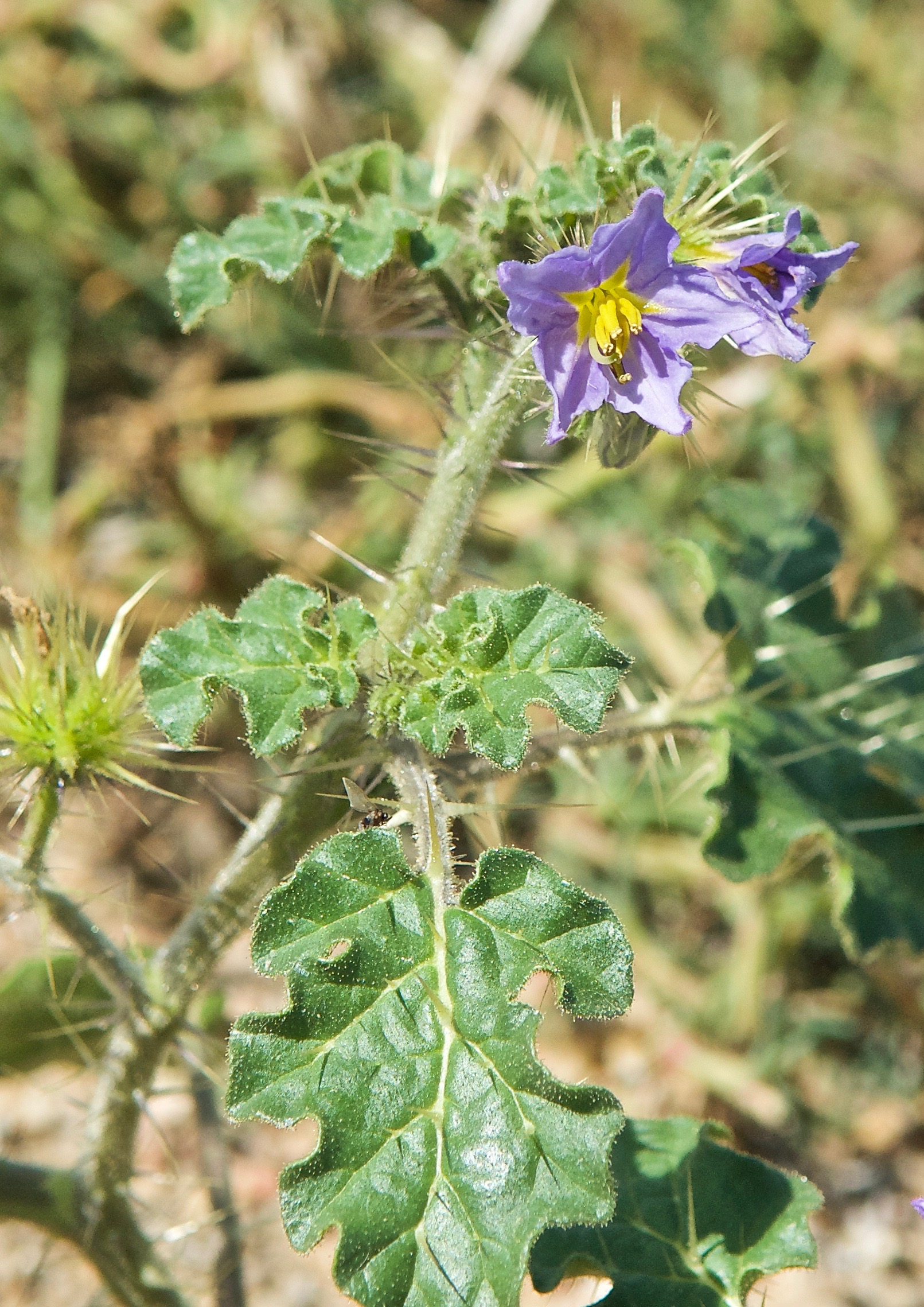 Melonleaf Nightshade (Solanum heterodoxum) (Noxious)