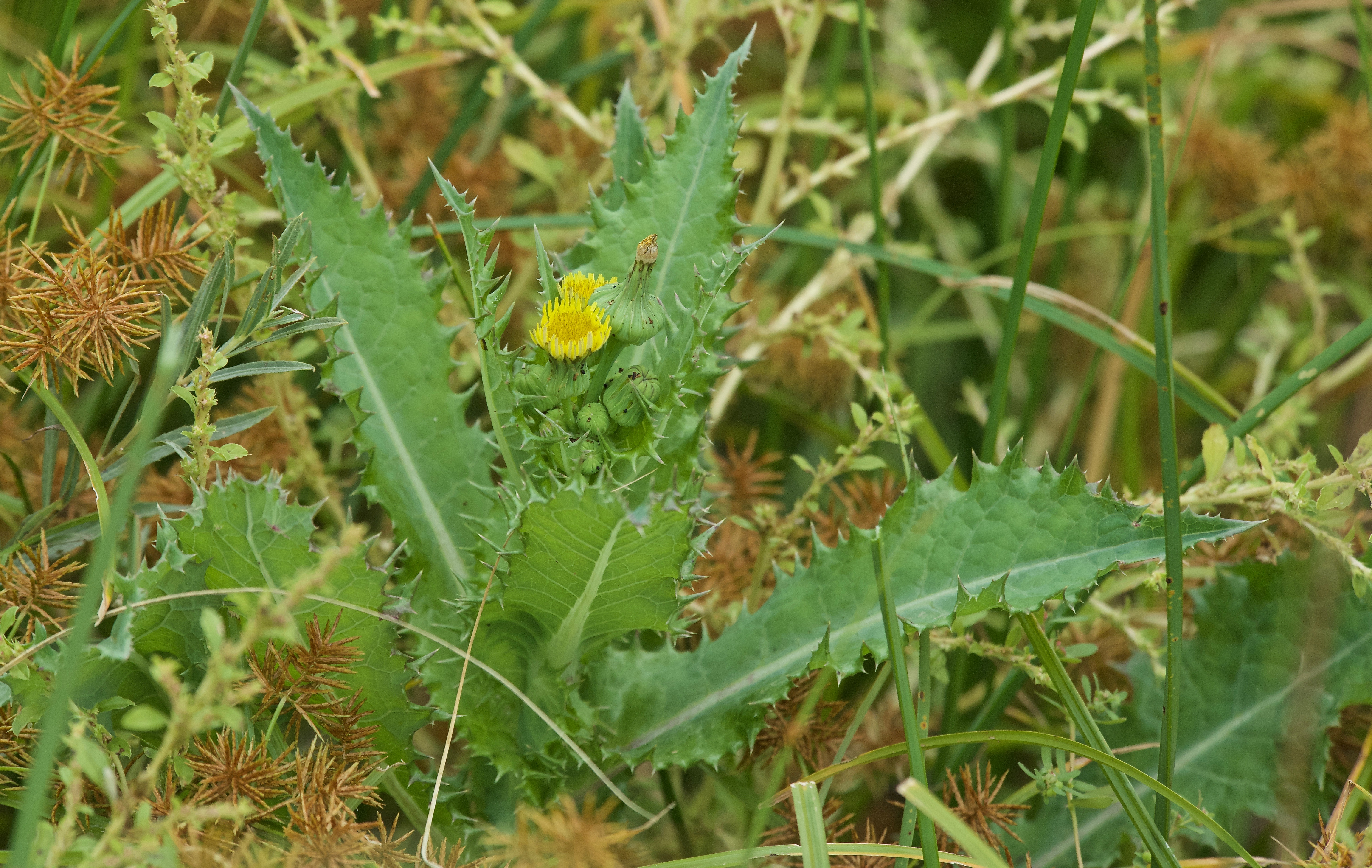 Spiny Sowthistle (Sonchus asper) (Introduced)