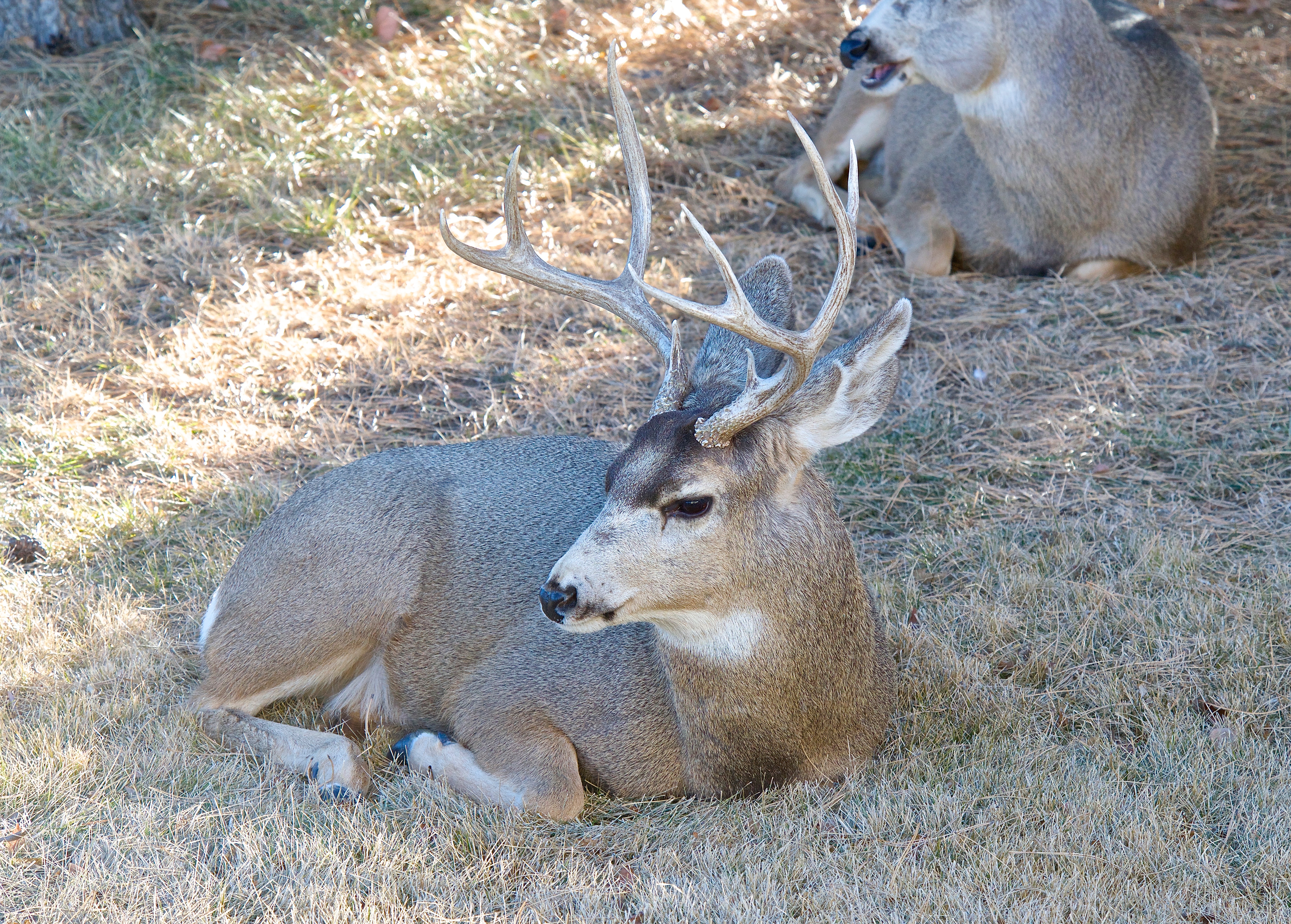 Mule Deer (Split Ear)