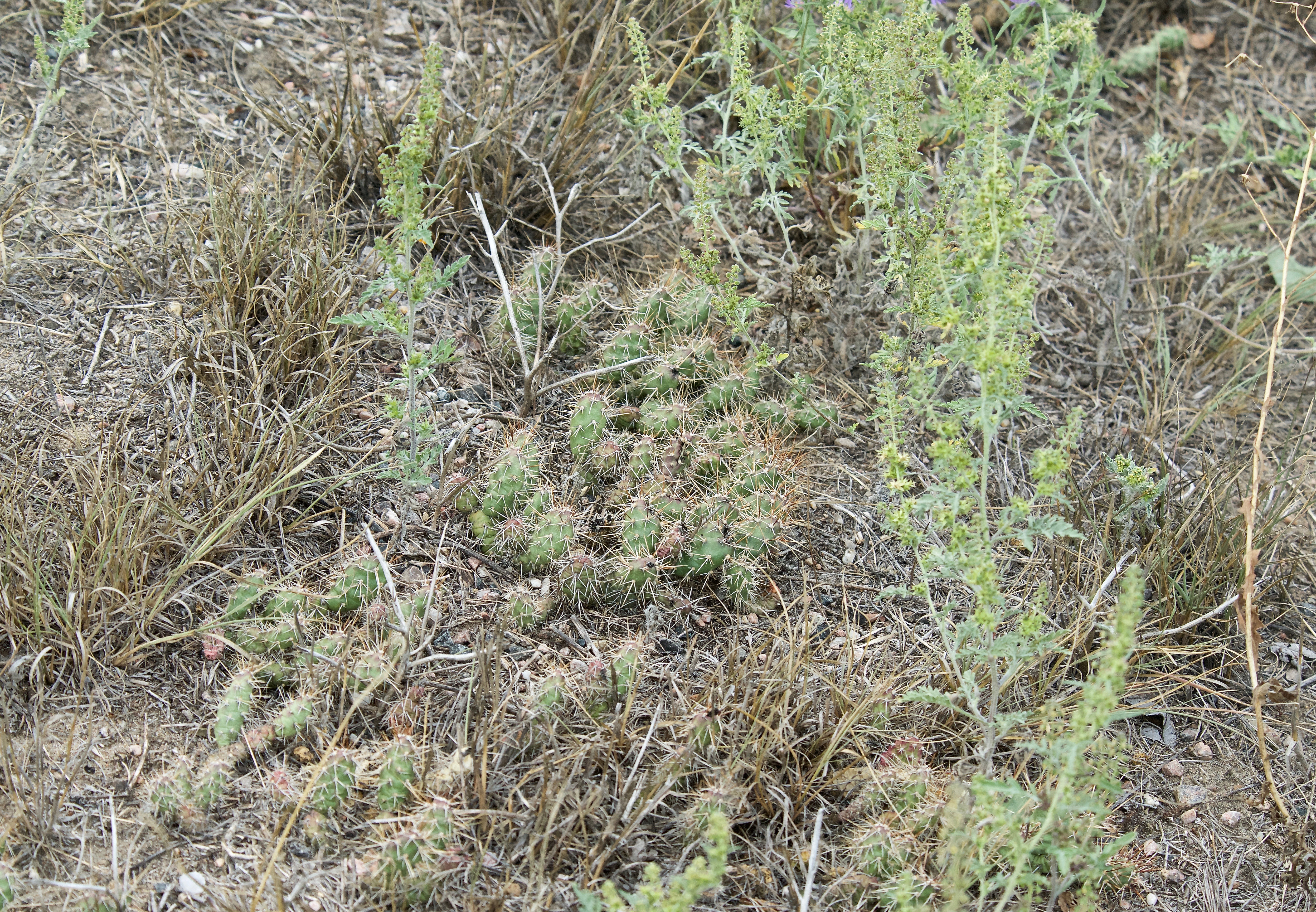 An Opuntia Cactus You Don'tWant