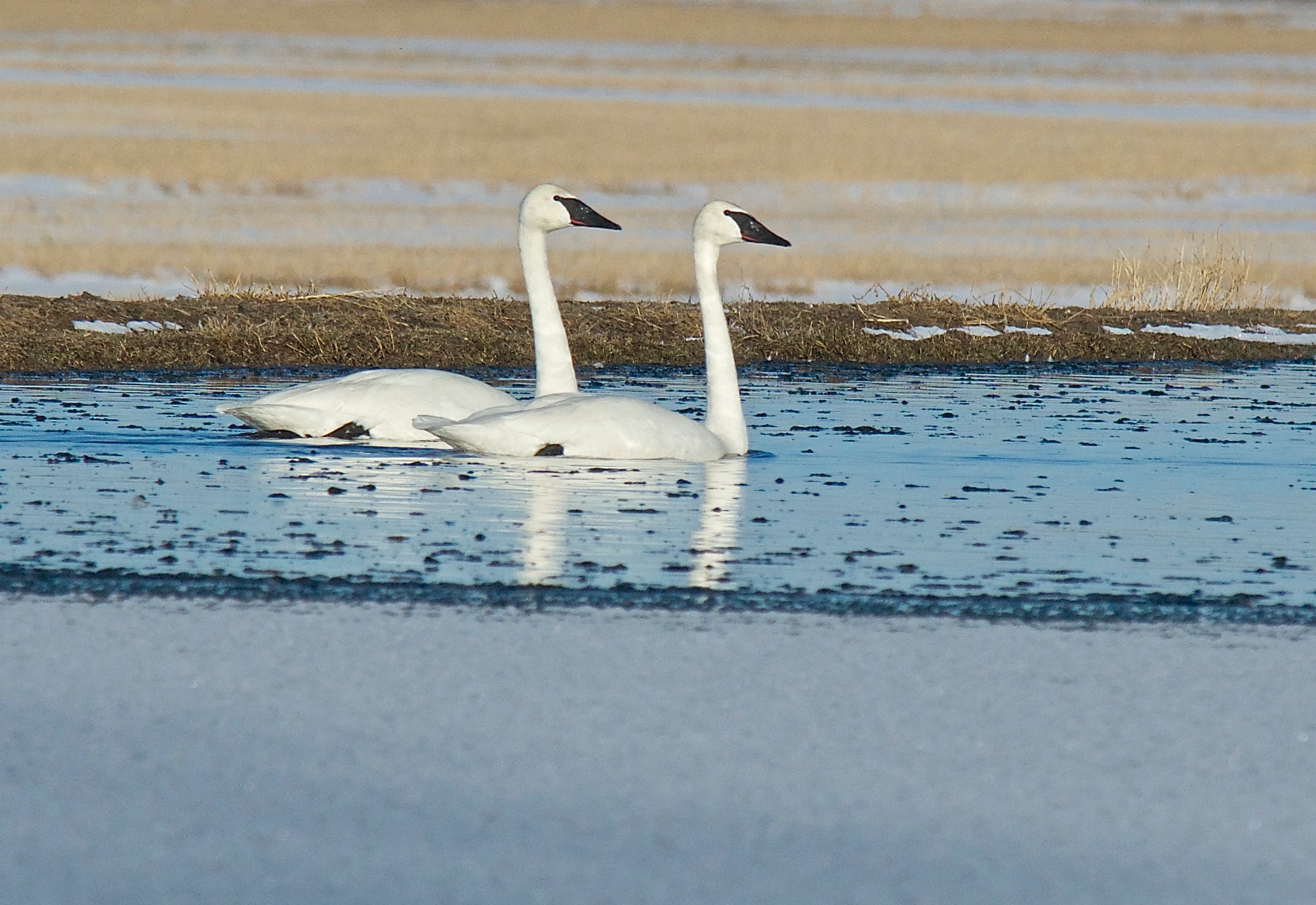 Trumpeter Swan