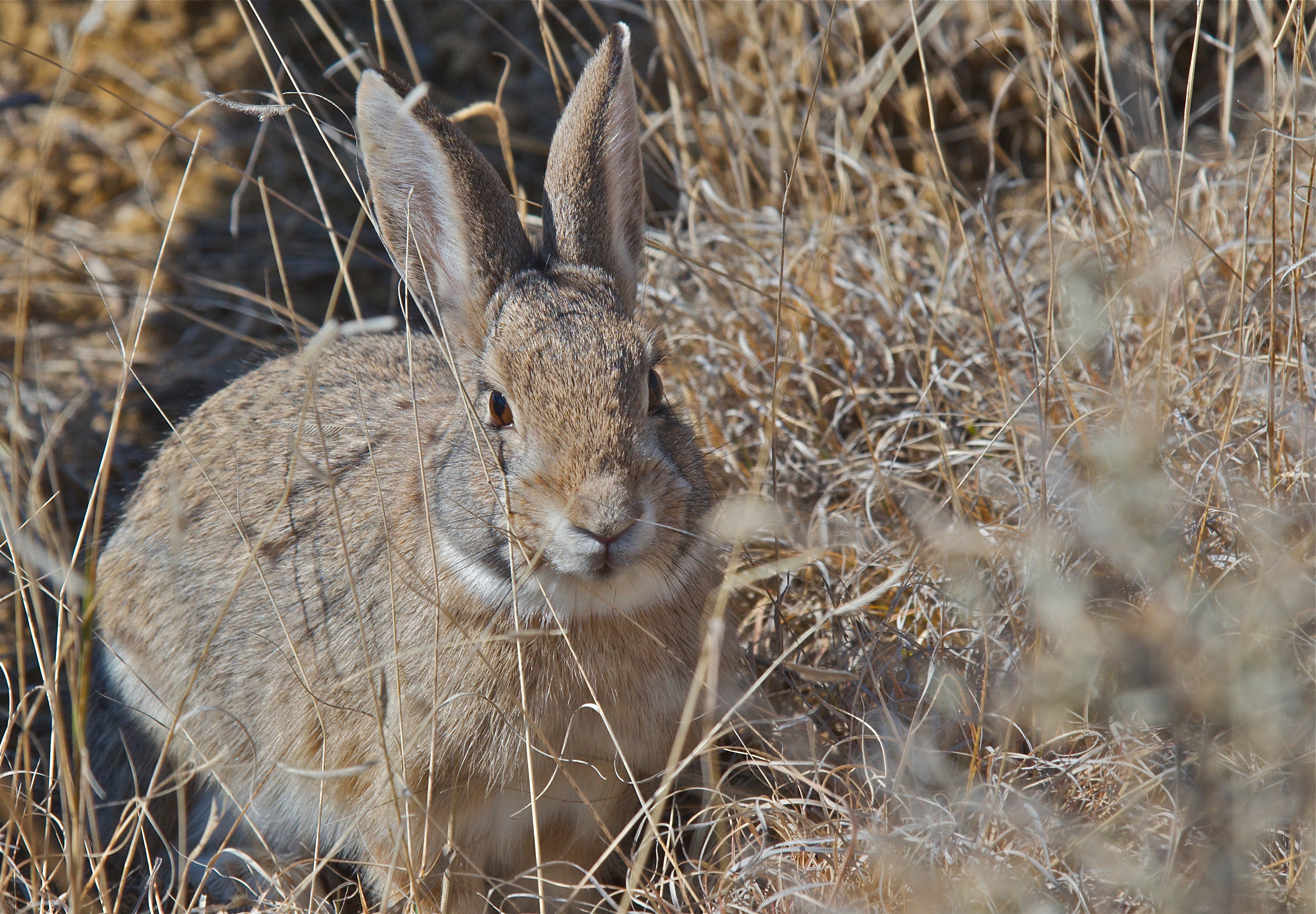 Cottontail (on Lookout Point)