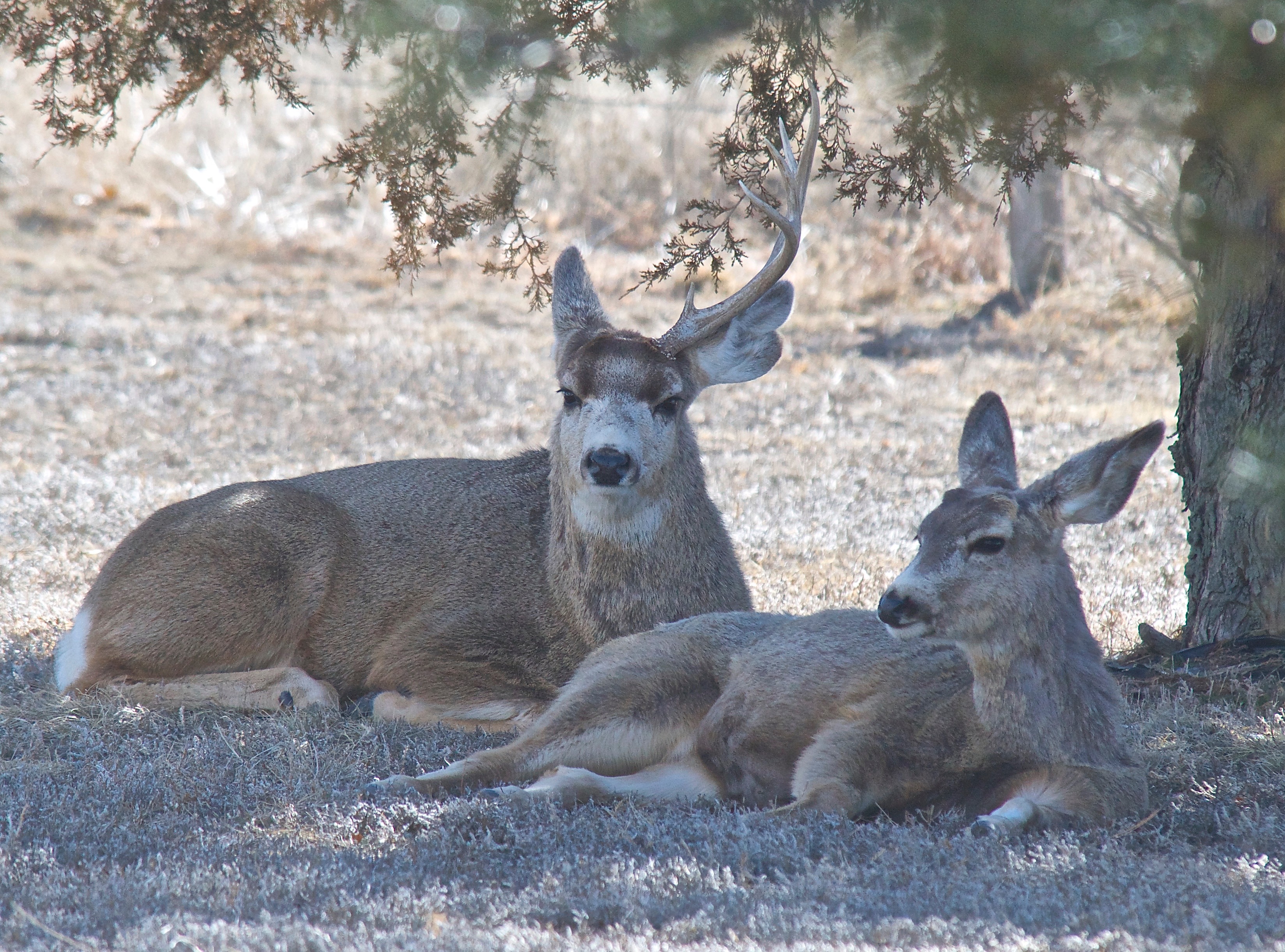 Mule Deer (Split Ear with one Antler) (3-3-14)