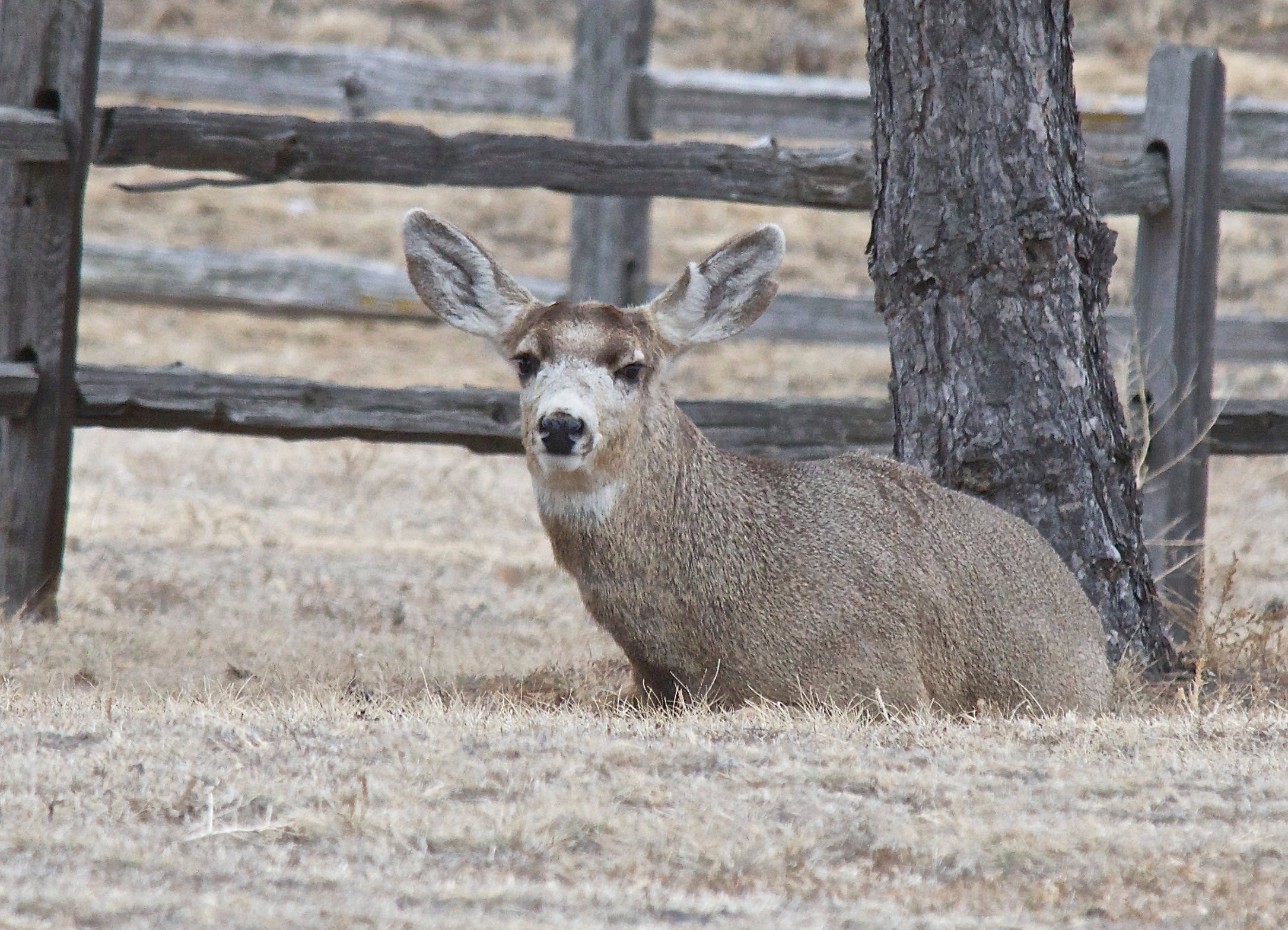 Mule Deer (Split-Ear, antlerless) (3-4-14)