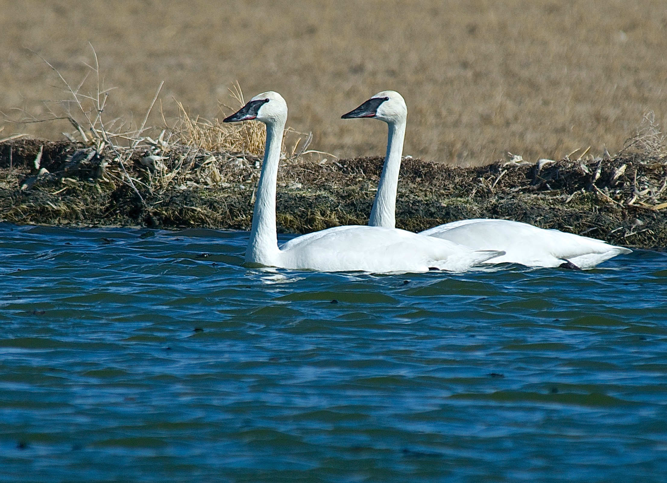 Trumpeter Swans