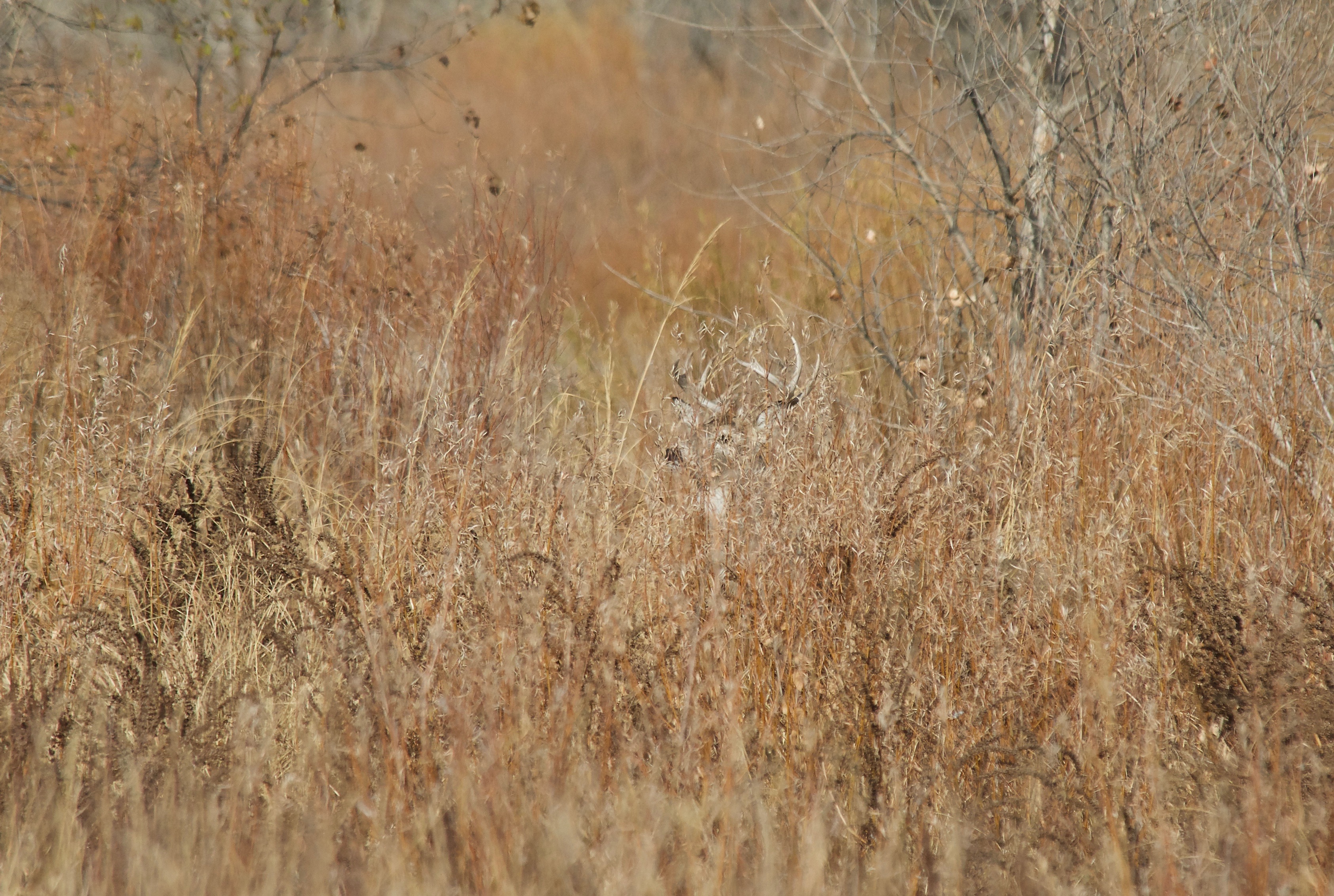 White-Tailed Deer