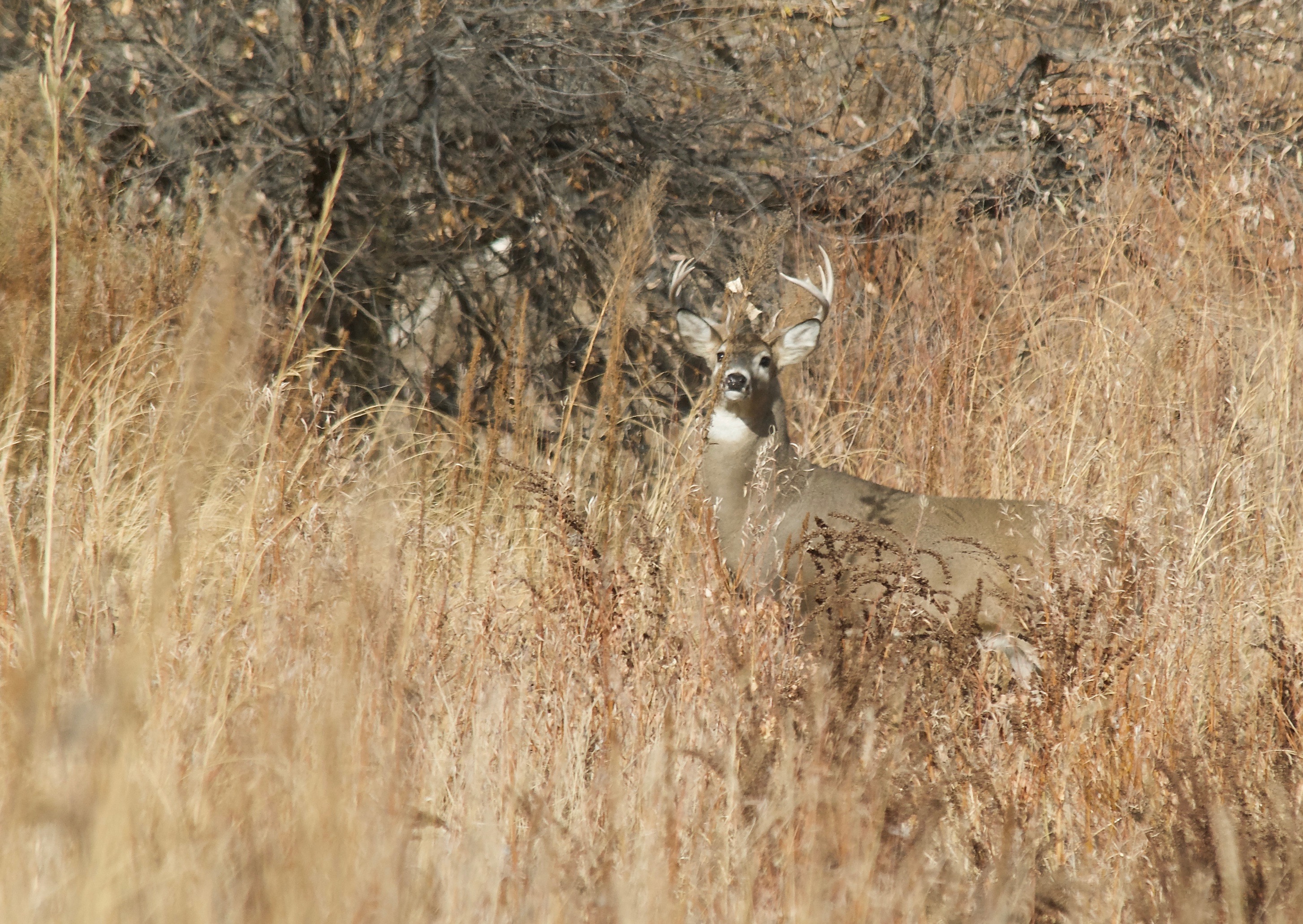 White-Tailed Deer