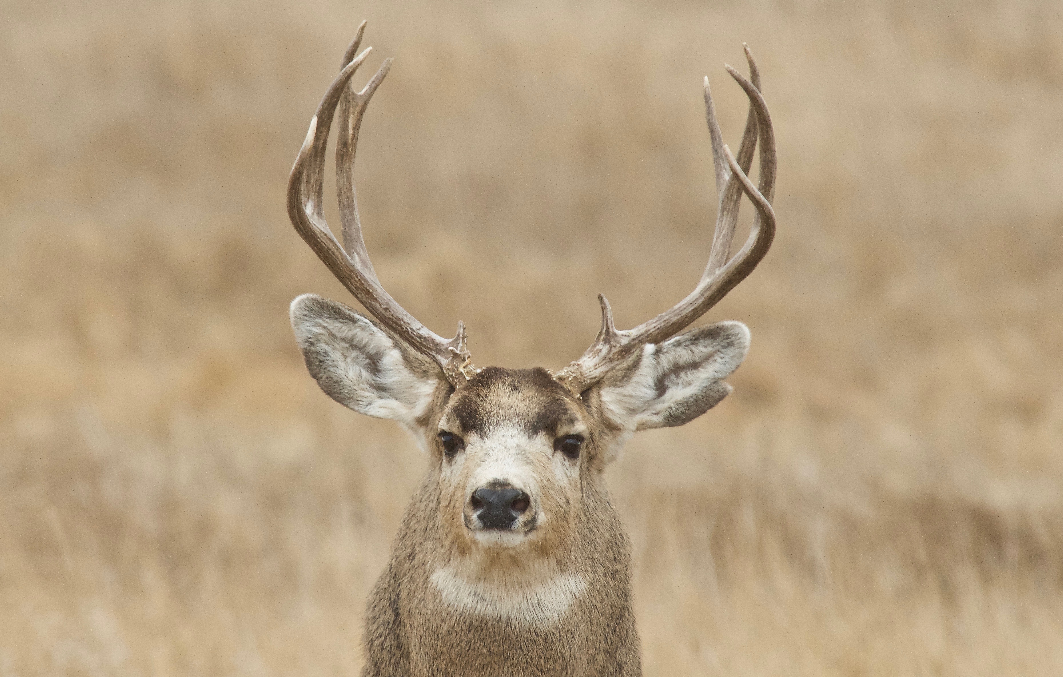 Mule Deer (Split Ear)