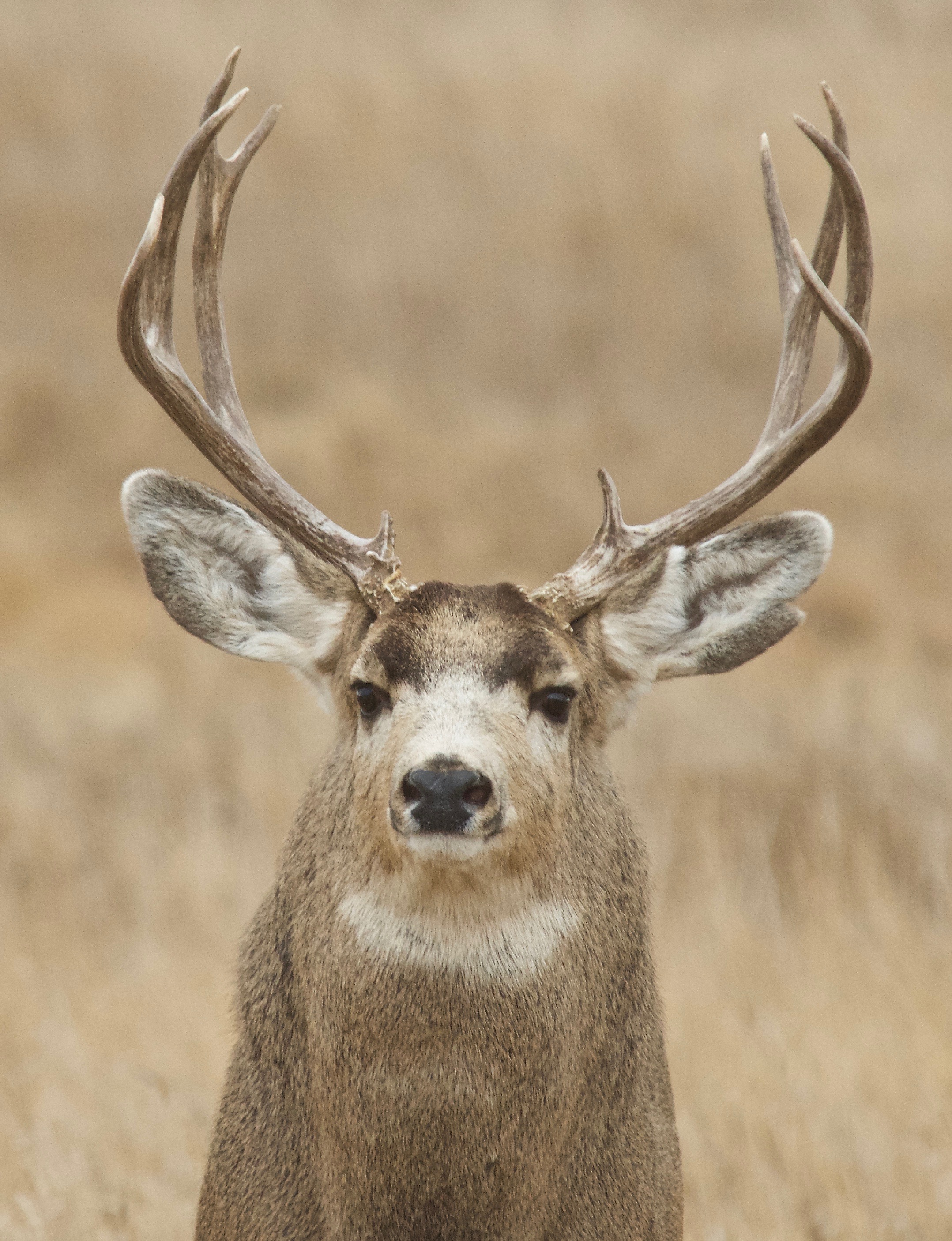 Mule Deer  (Split Ear)