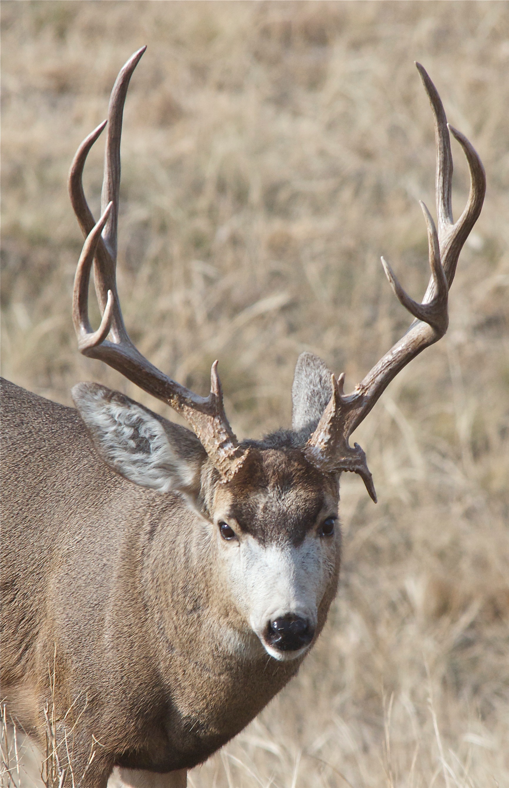 Mule Deer ("Hit by Vehicle" day after season)