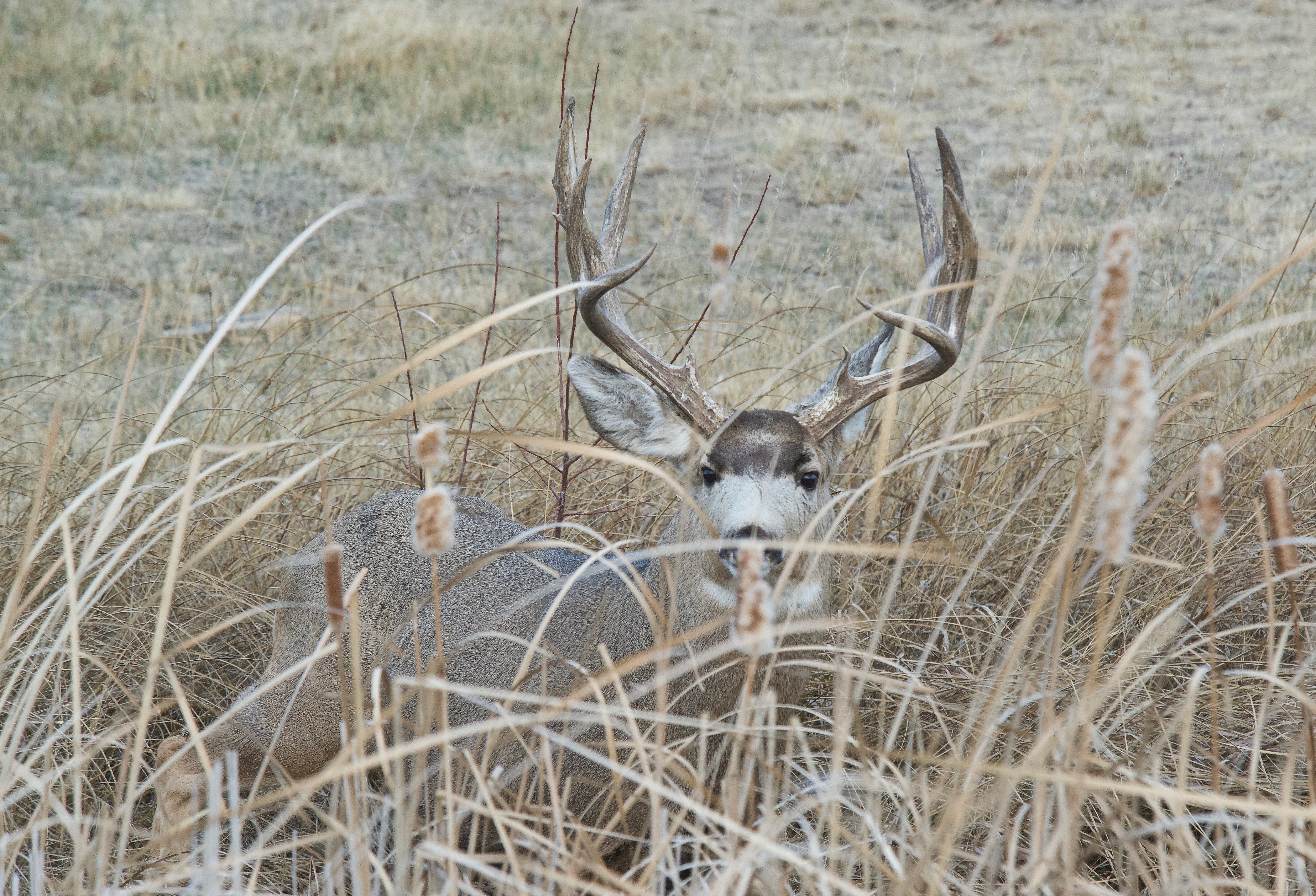 Mule Deer (Pergect Rack)