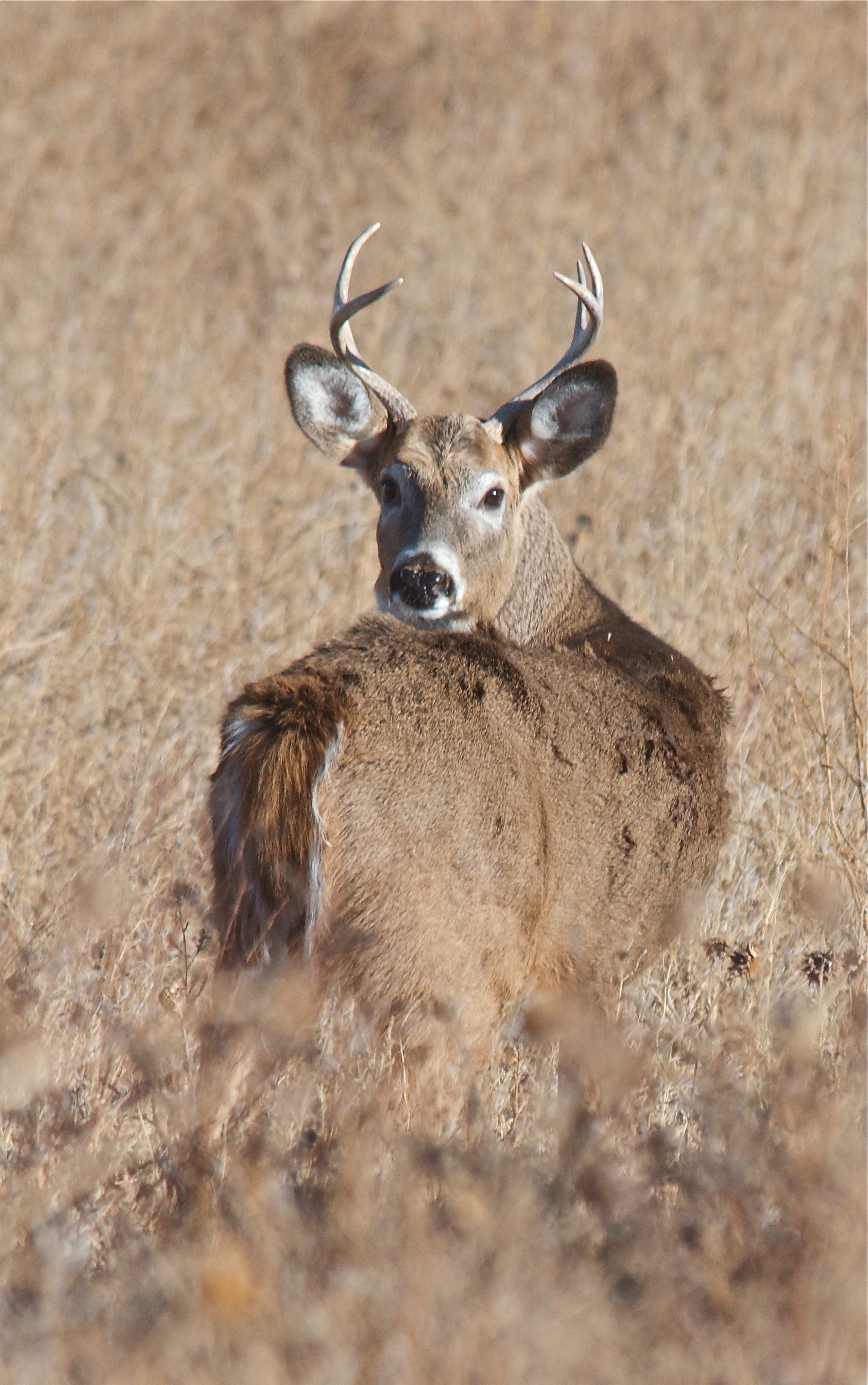 White-Tailed Buck